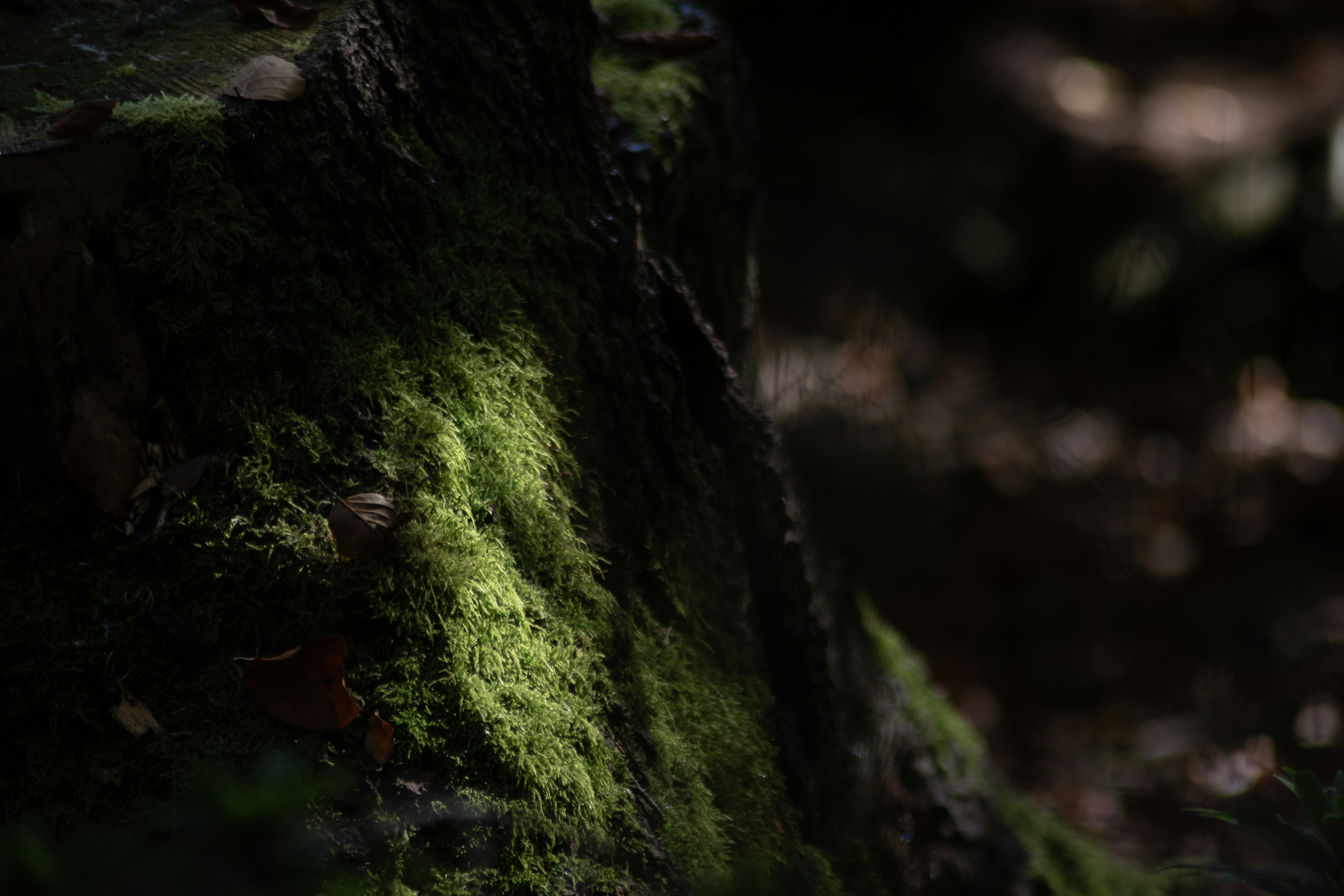 Genshin Impact: Razor's Best Weapons