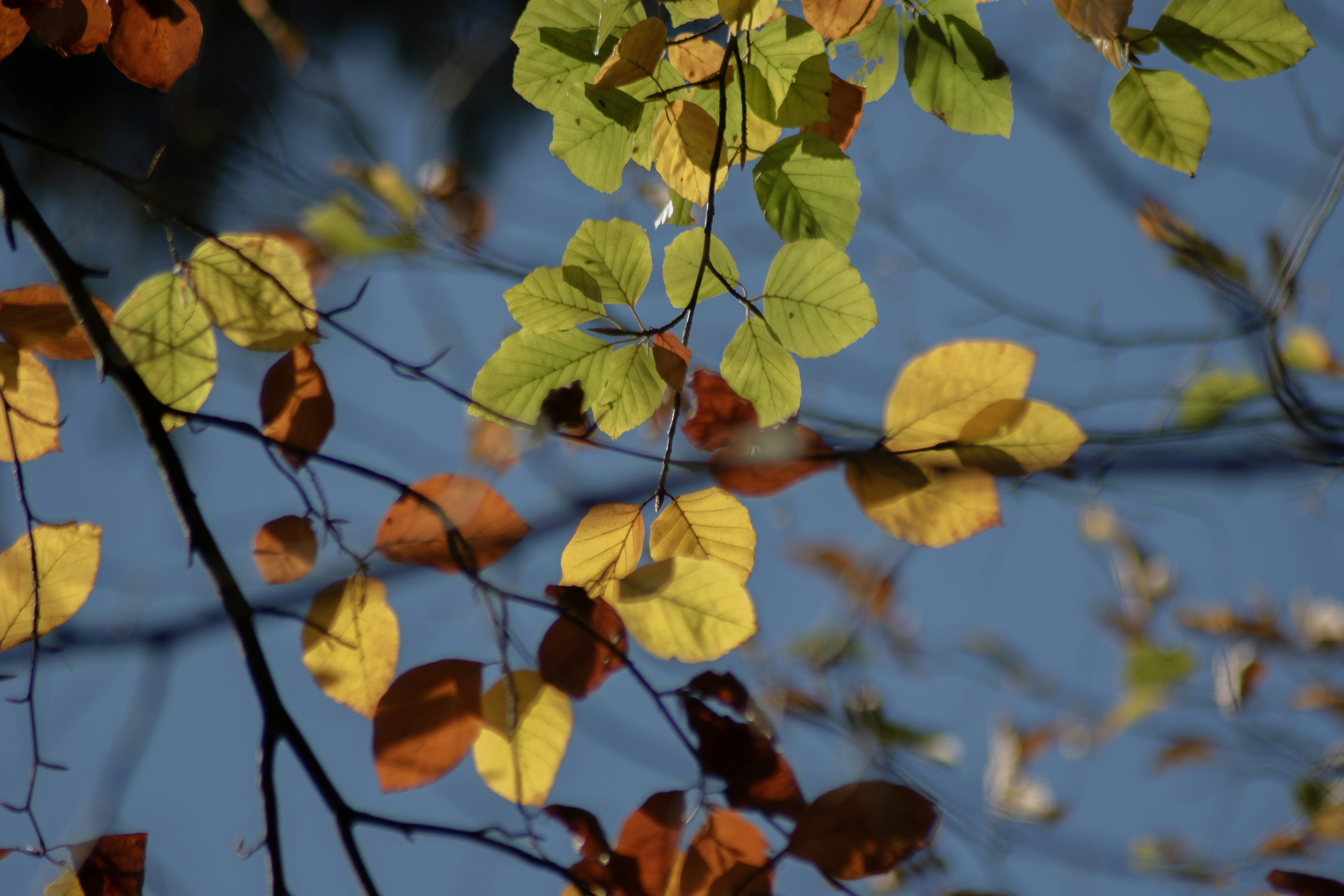 The leaves of a tree with a blue sky in the background