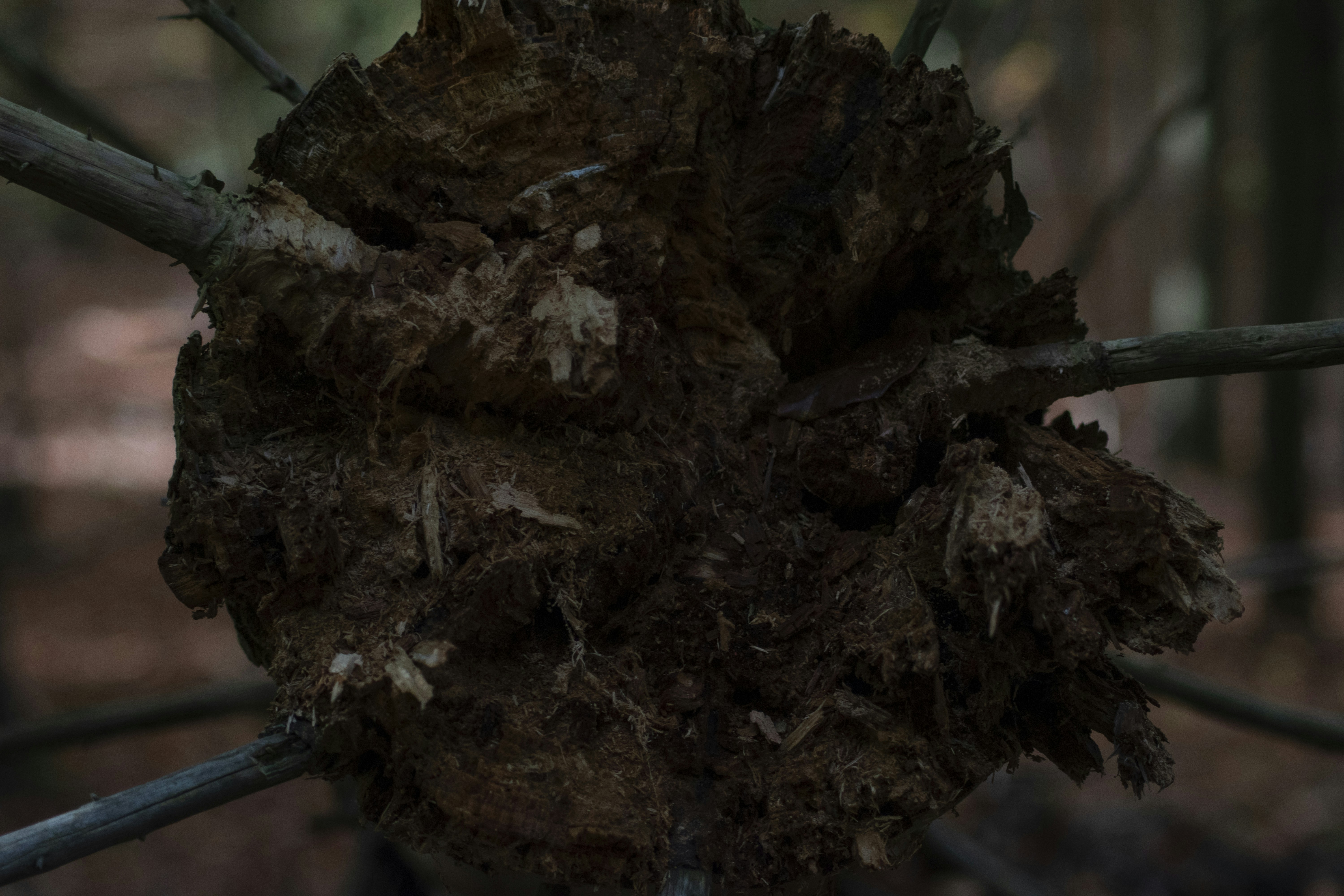 Un arbre qui a été abattu dans la forêt