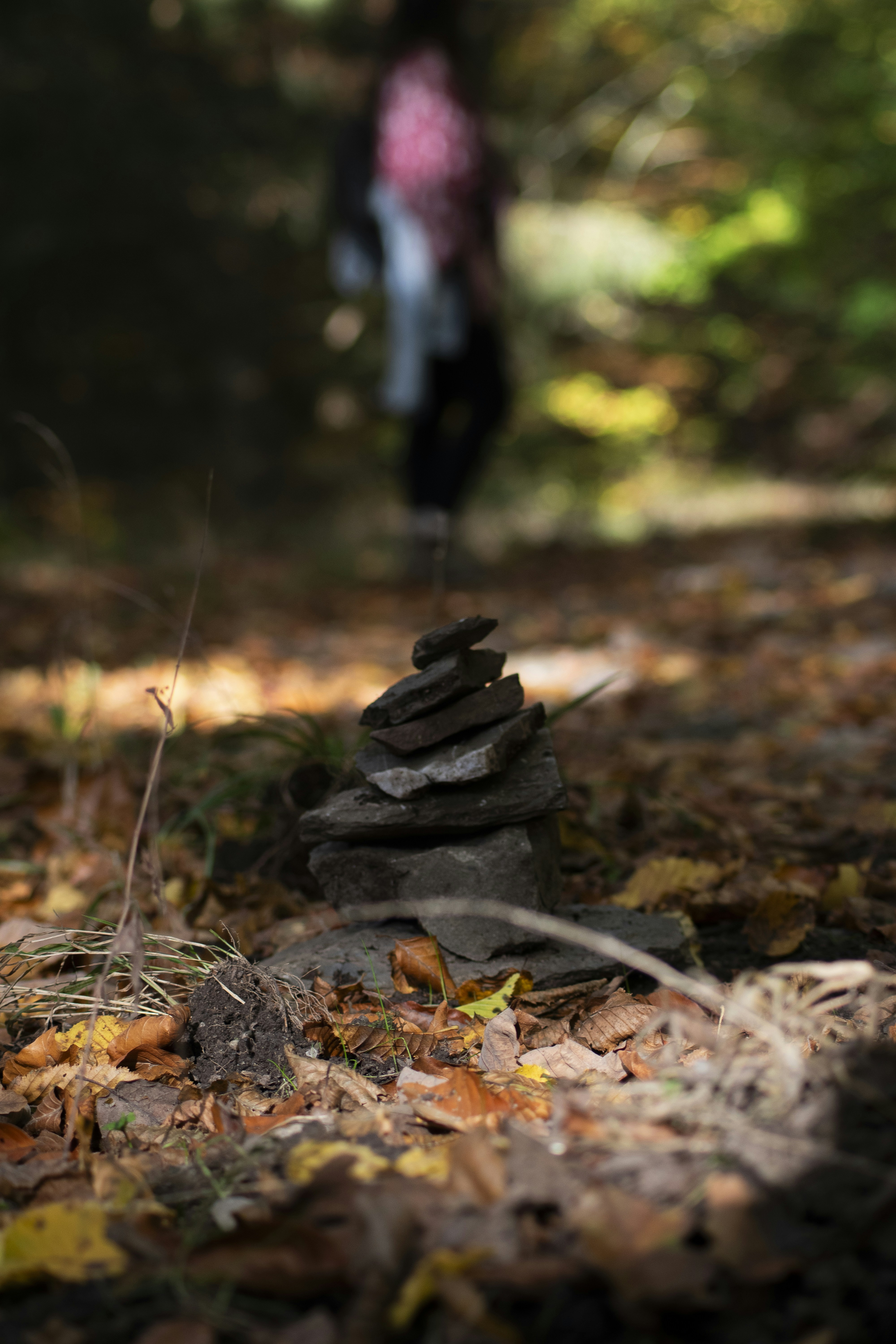 A pile of rocks sitting on top of a forest floor