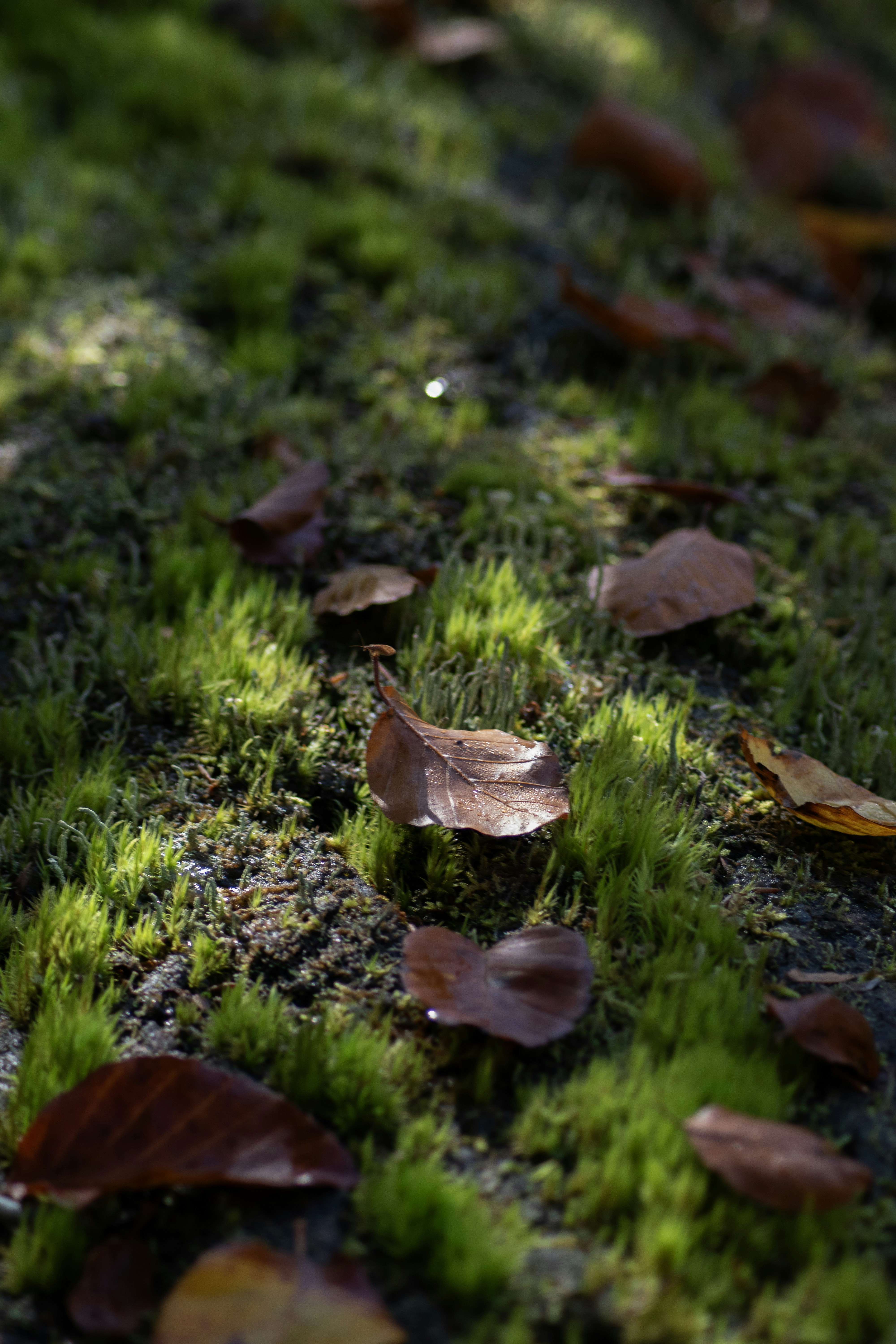 Un gros plan de feuilles sur une surface moussue