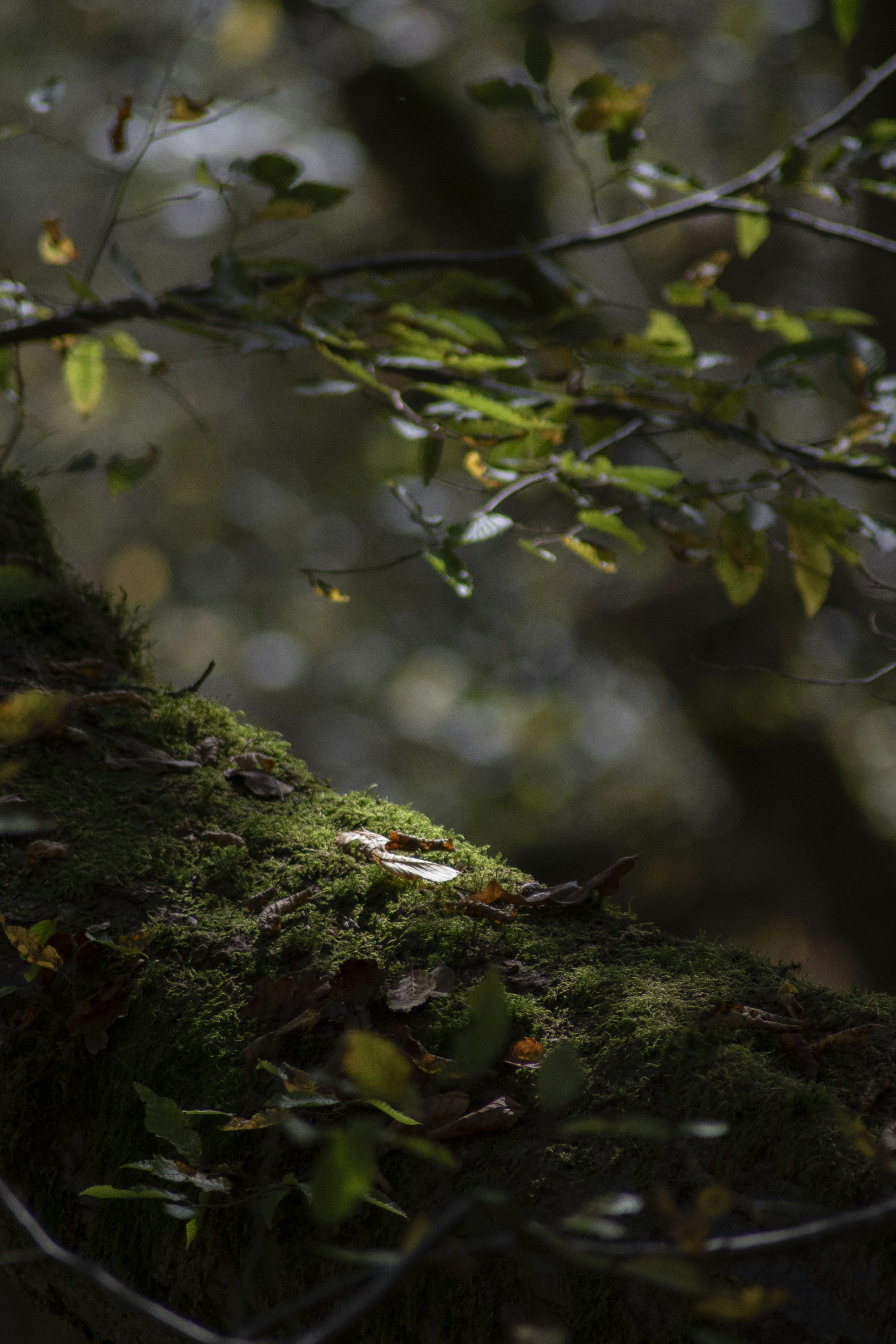 A moss covered tree branch in a forest