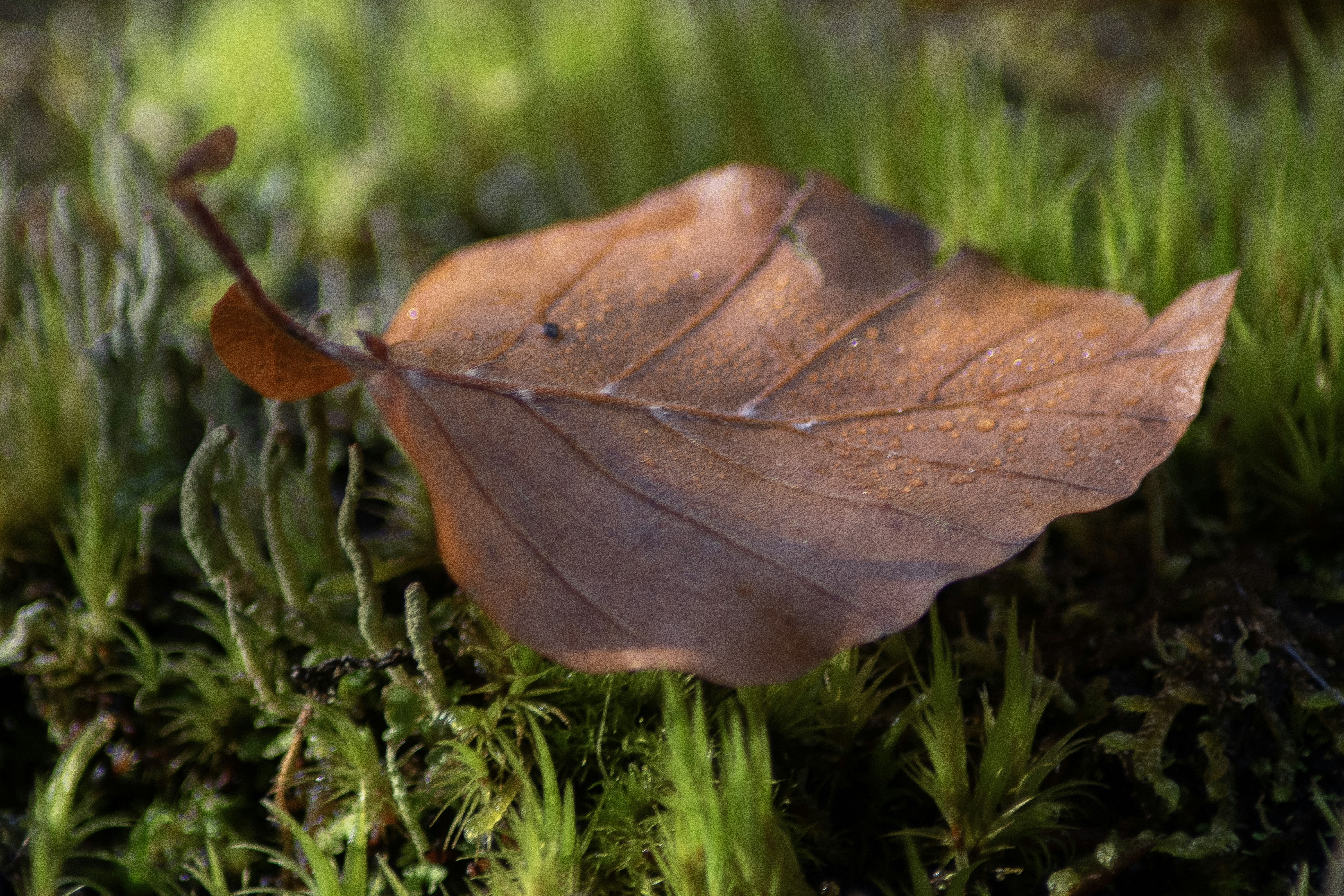 A single leaf sitting on top of a moss covered ground