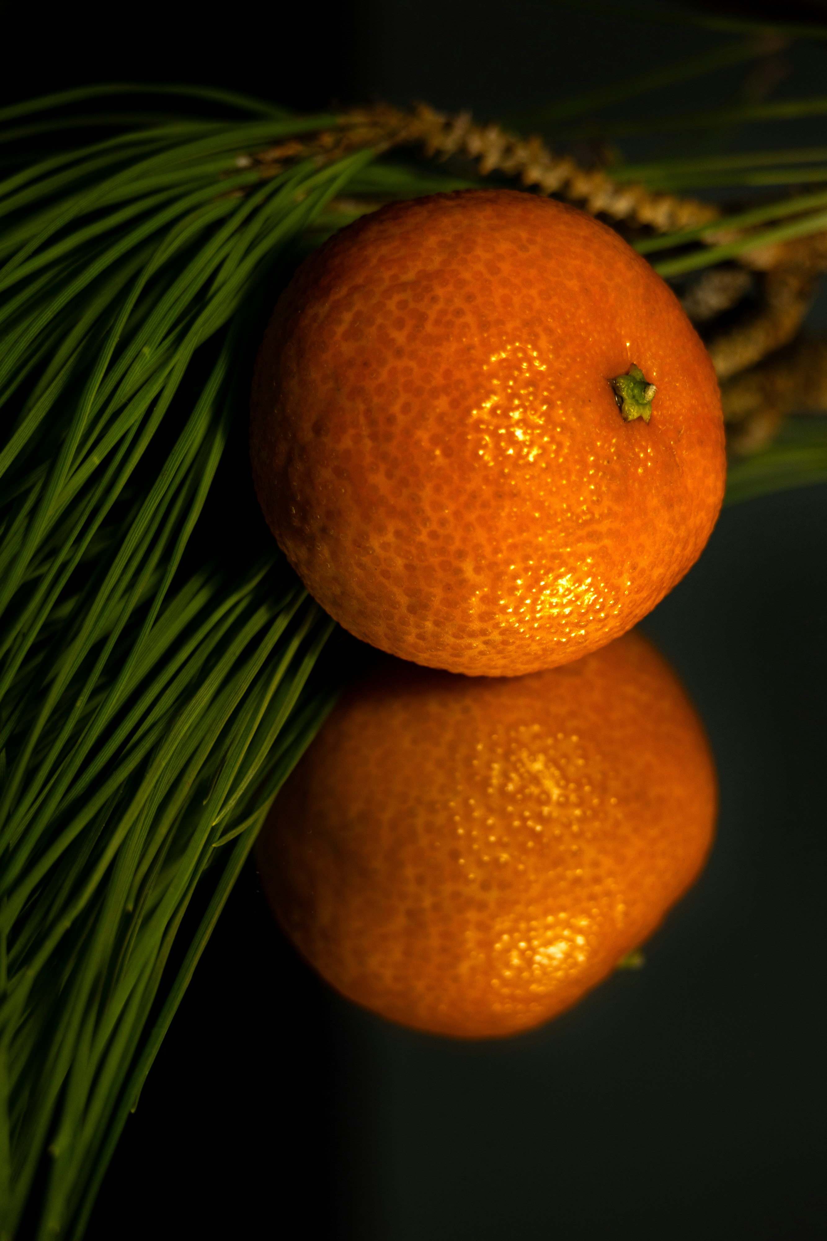 Dos naranjas sentadas en lo alto de una rama de pino