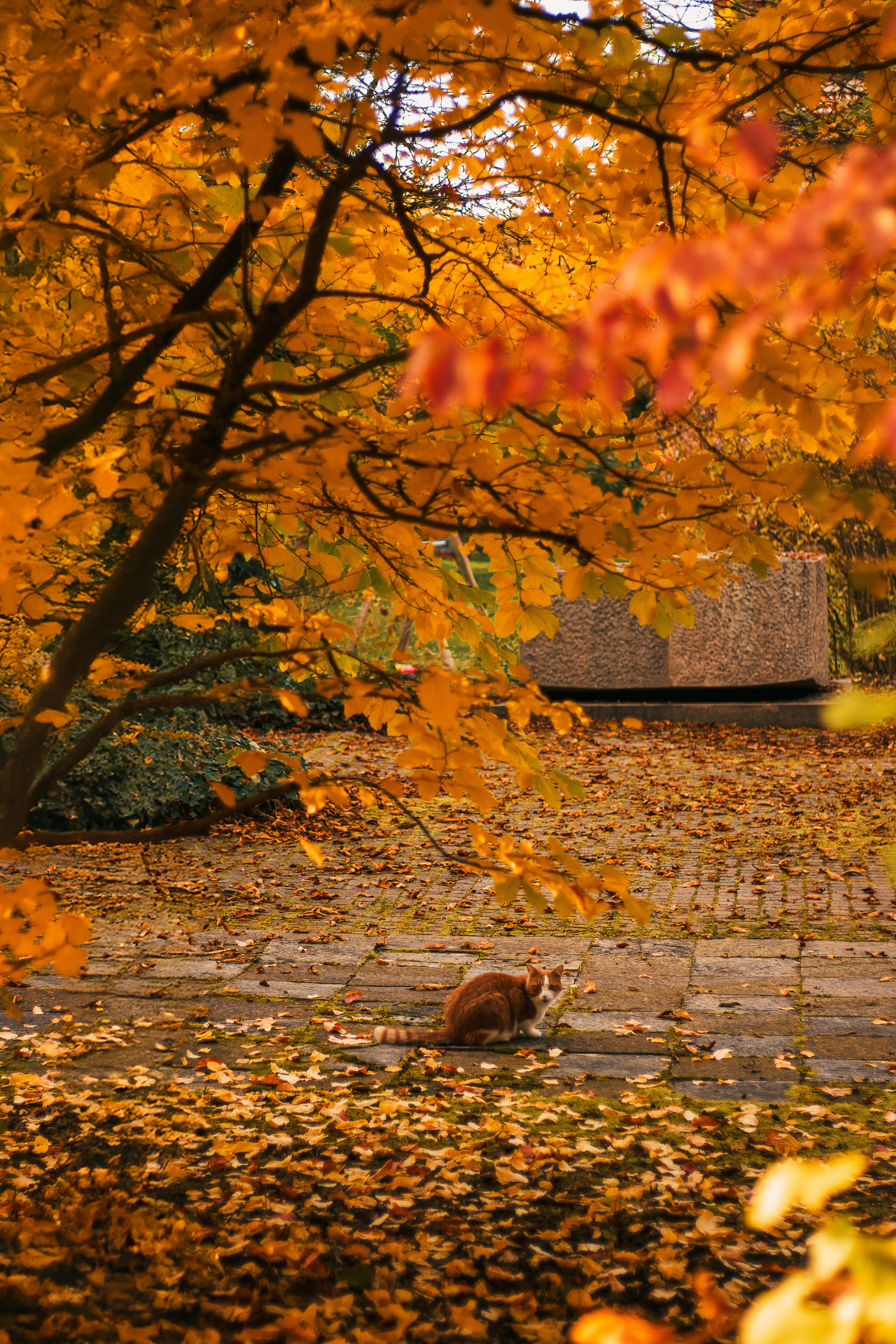 A cat sitting in the middle of a park in the fall