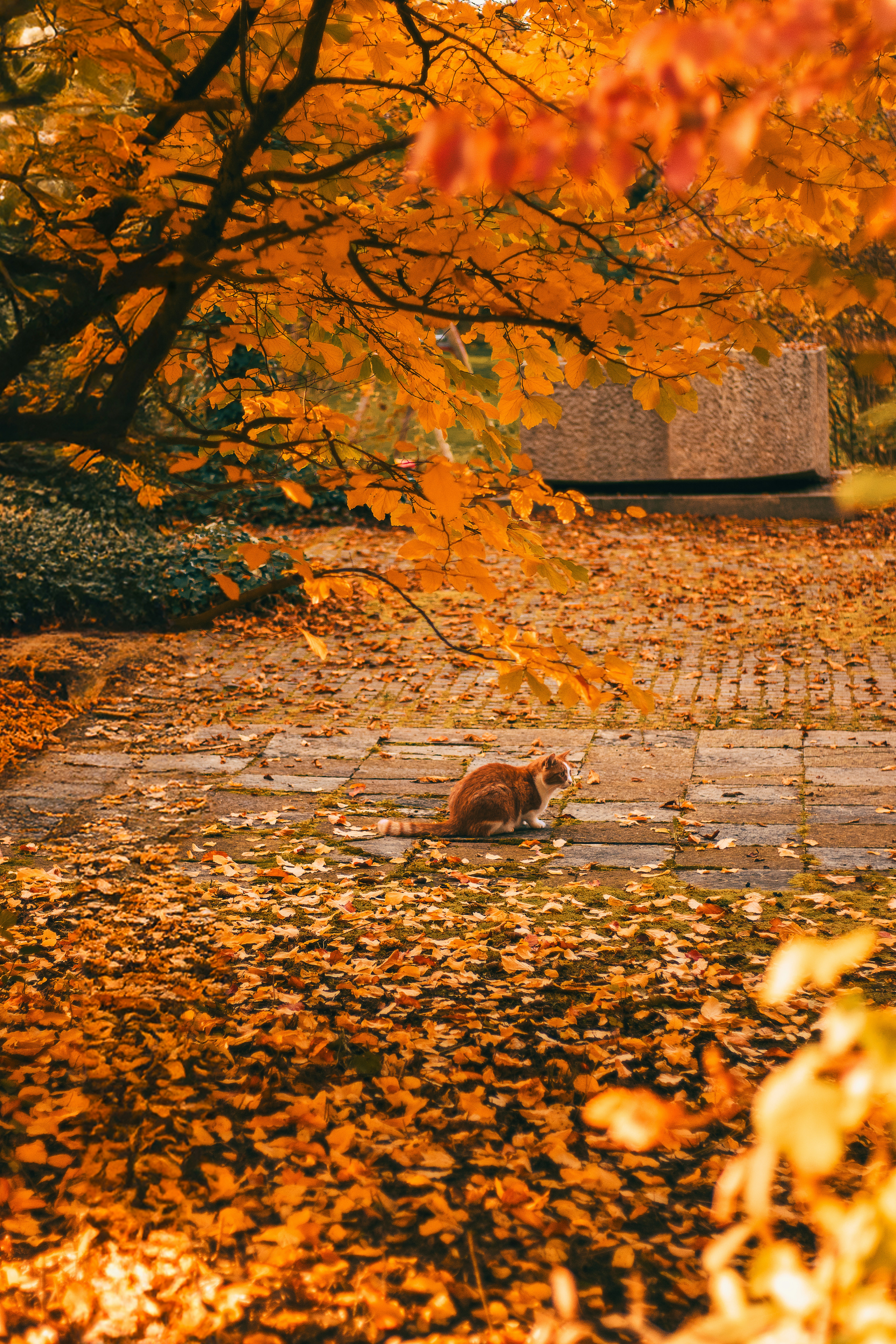 A cat that is sitting in the leaves