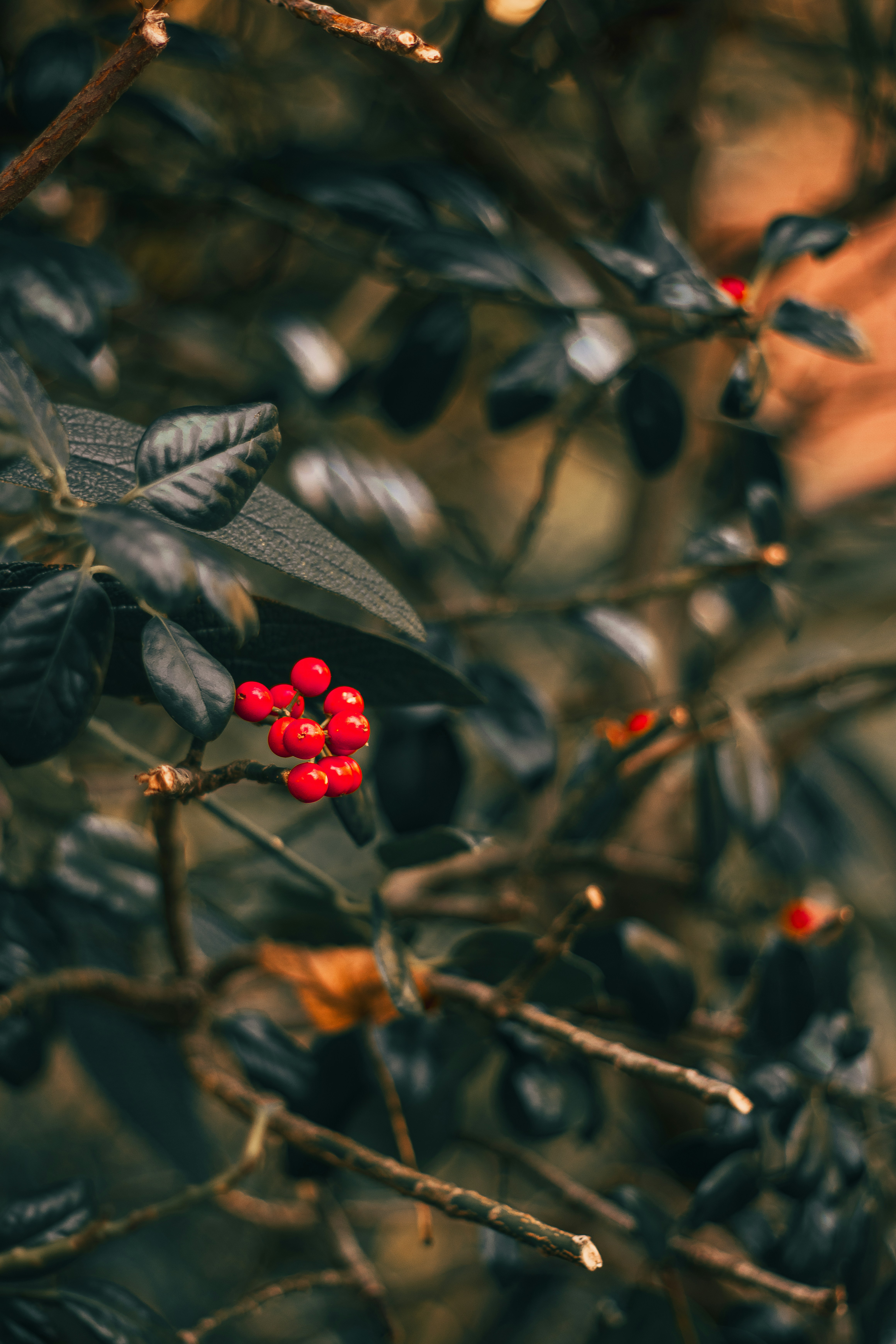 A bush with small red berries on it