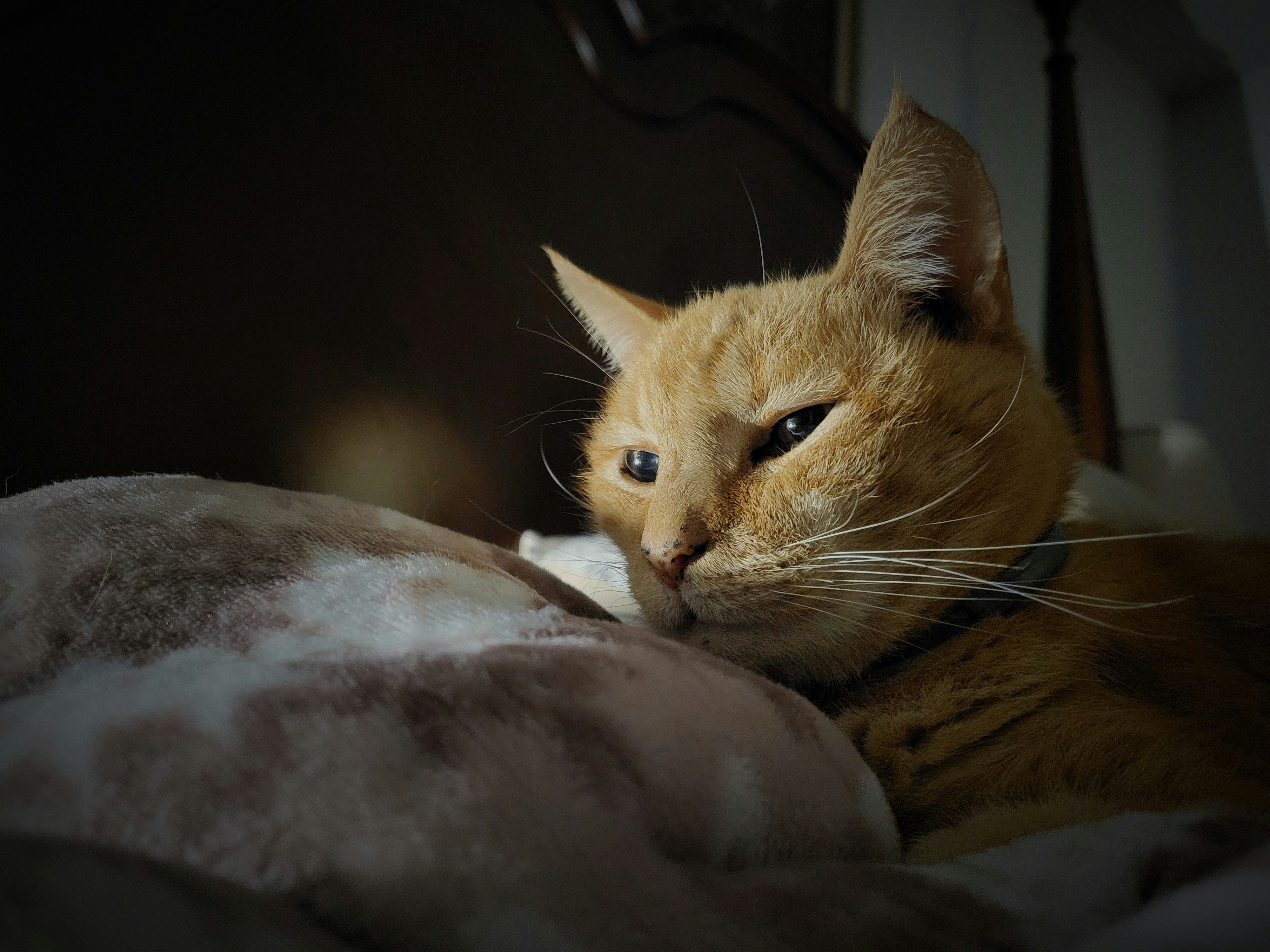 Un gato naranja acostado encima de una cama