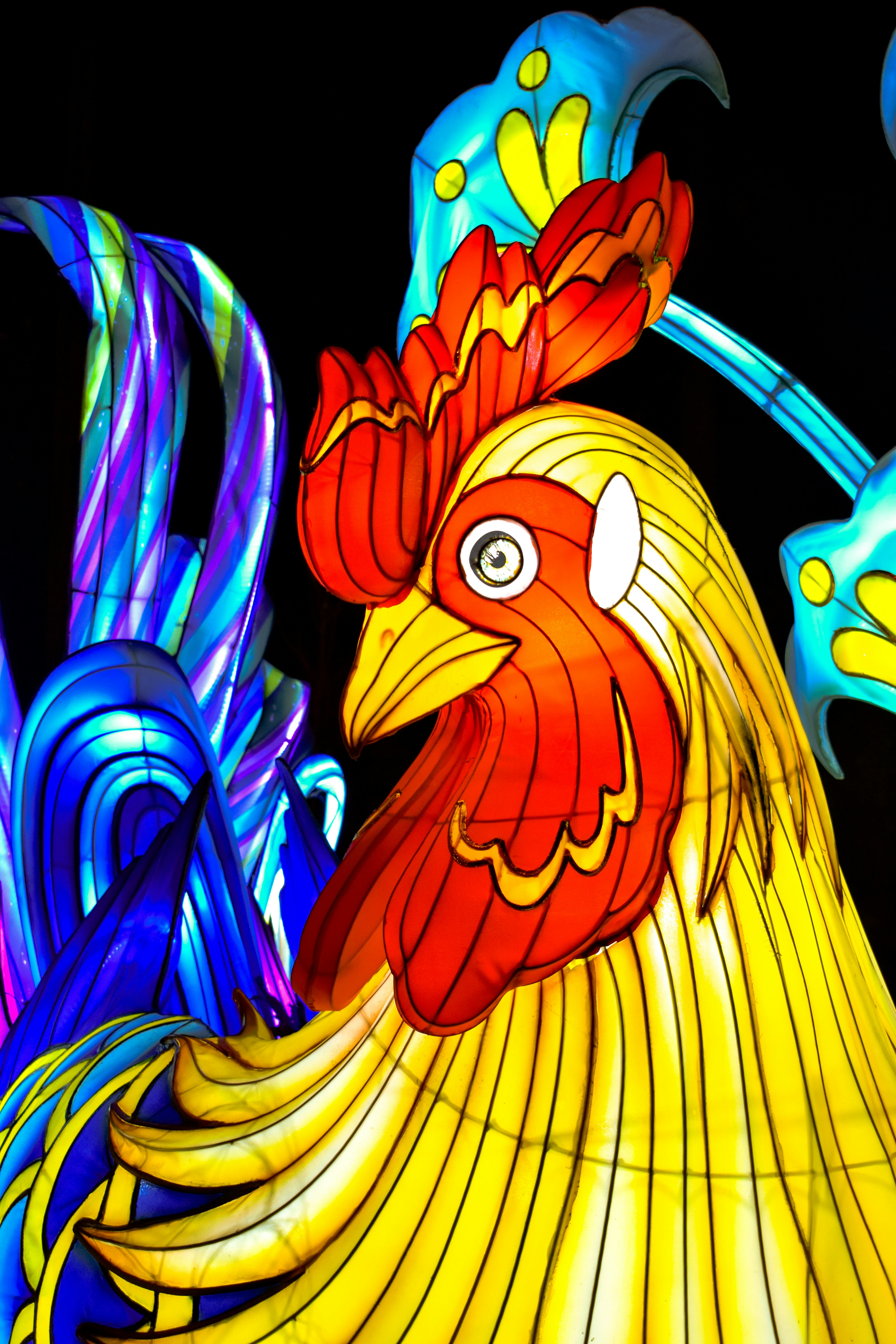 A brightly colored rooster standing in front of a black background