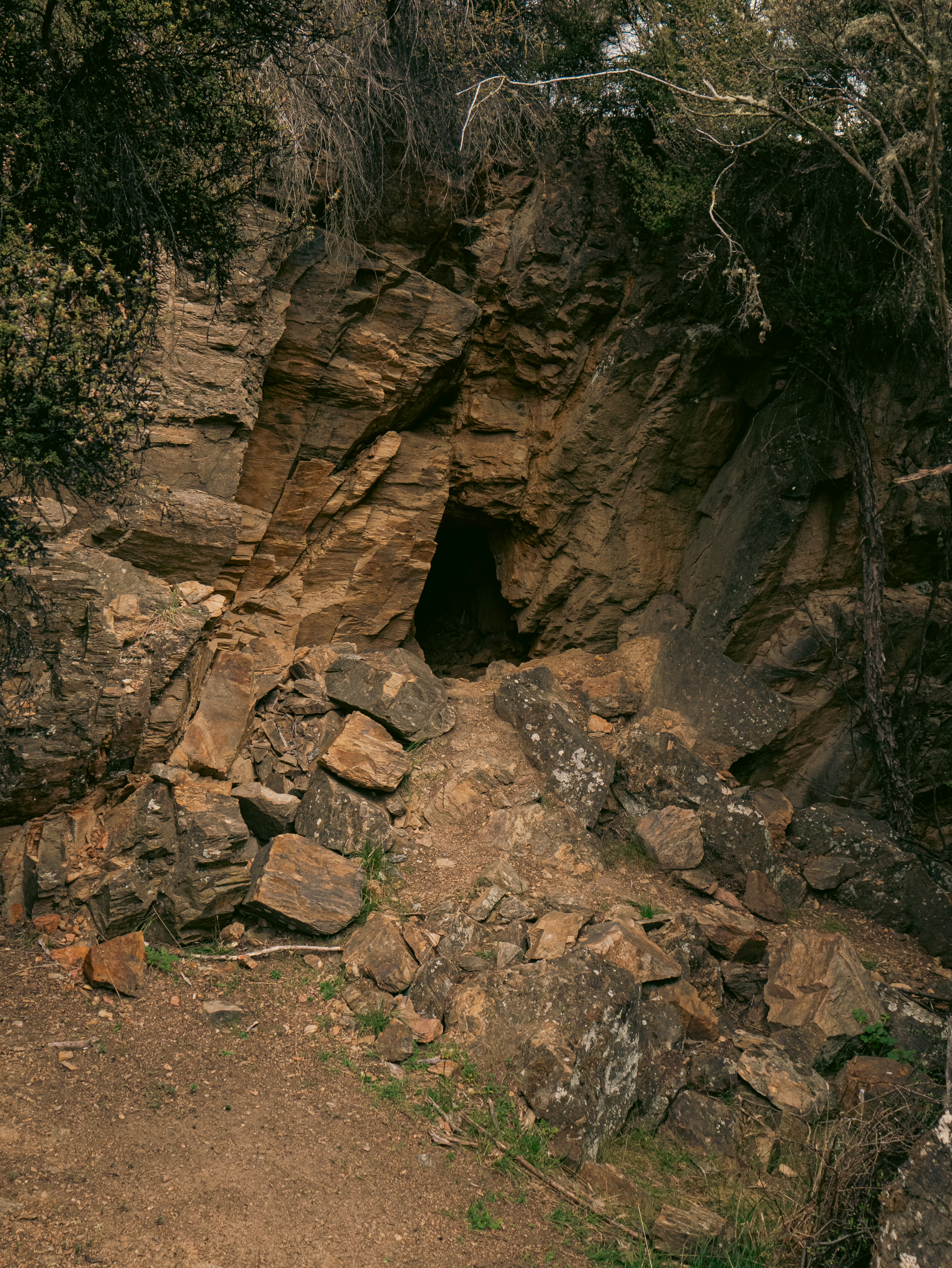 Unique Species Discoveries - Life Found Nowhere Else (image credits: unsplash)