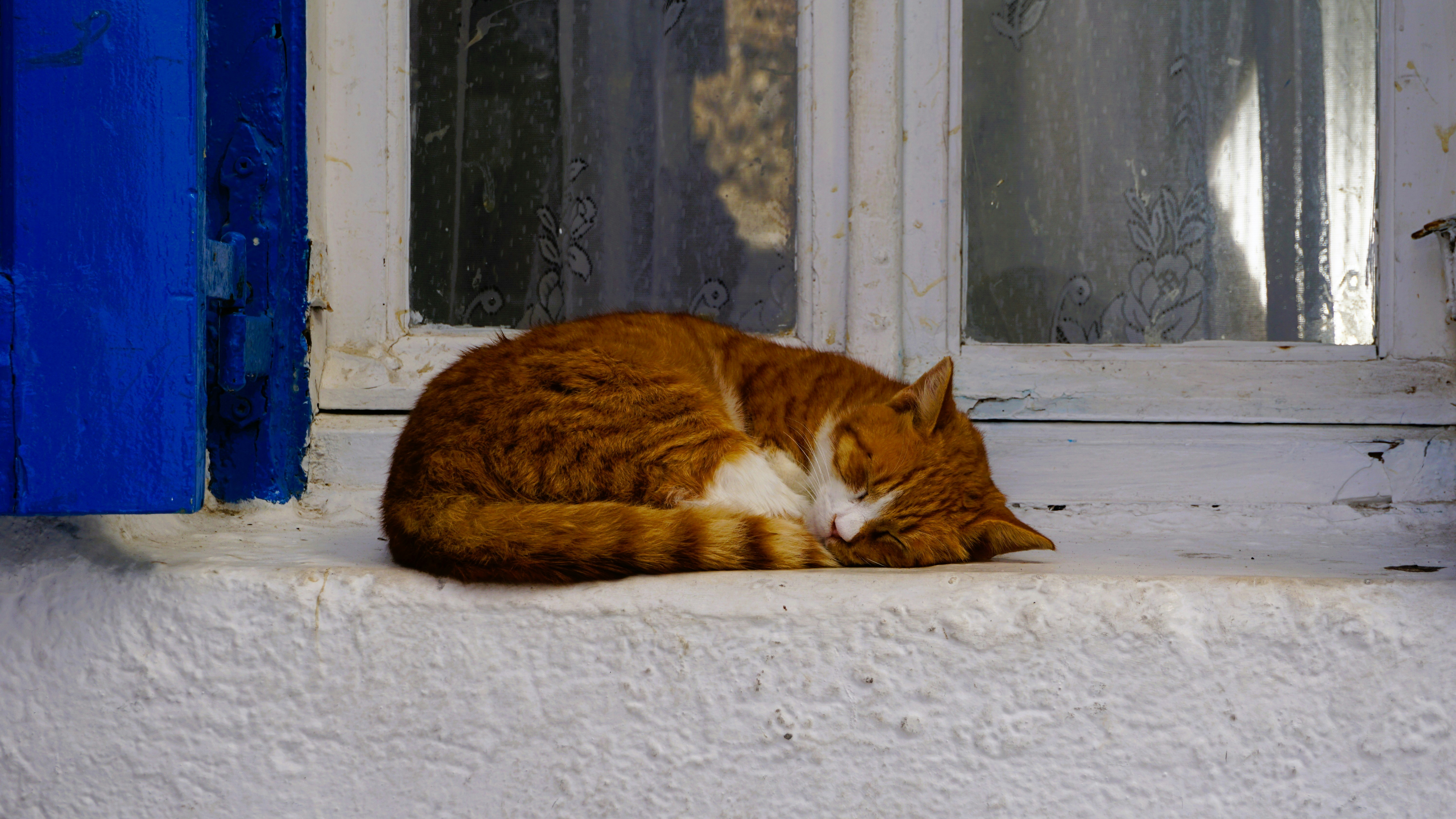 Ginger (Lindos)