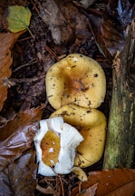 A group of mushrooms that are on the ground