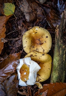 A group of mushrooms that are on the ground