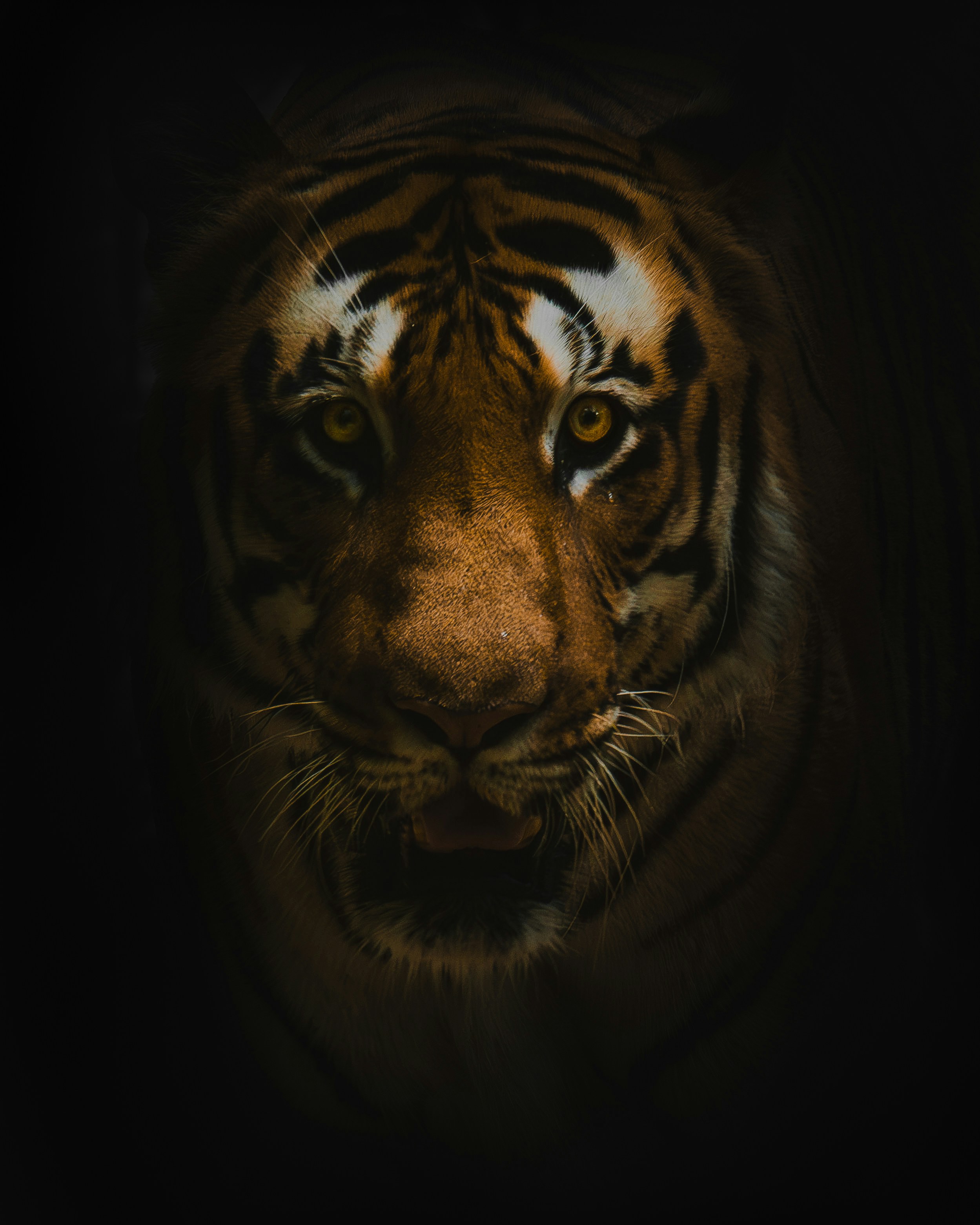 Wildlife Adventure at Bandhavgarh