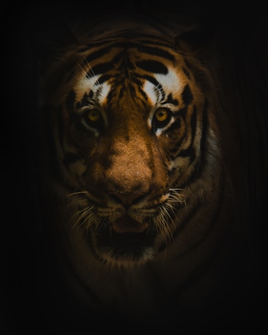 A close up of a tiger's face in the dark