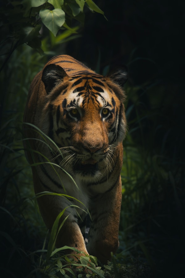 Tiger Safari Ranthambore private jeep tour