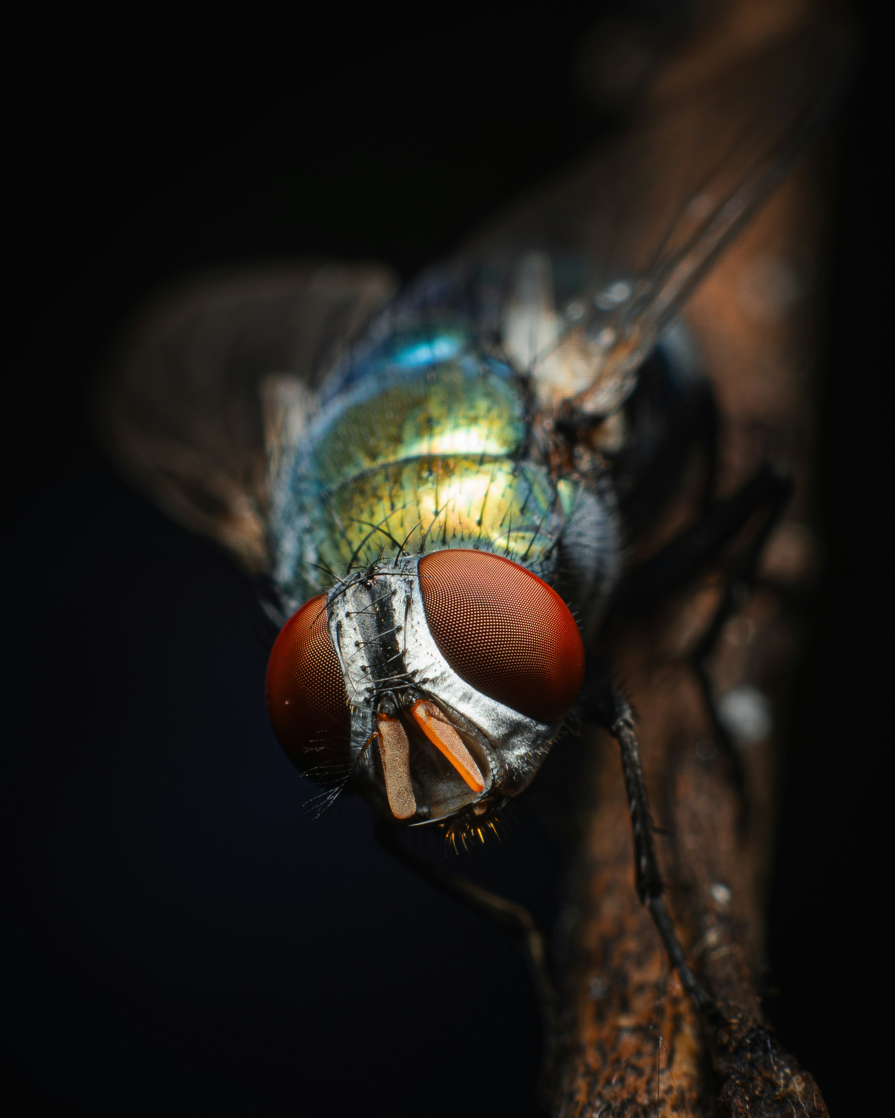 A close up of a fly on a branch