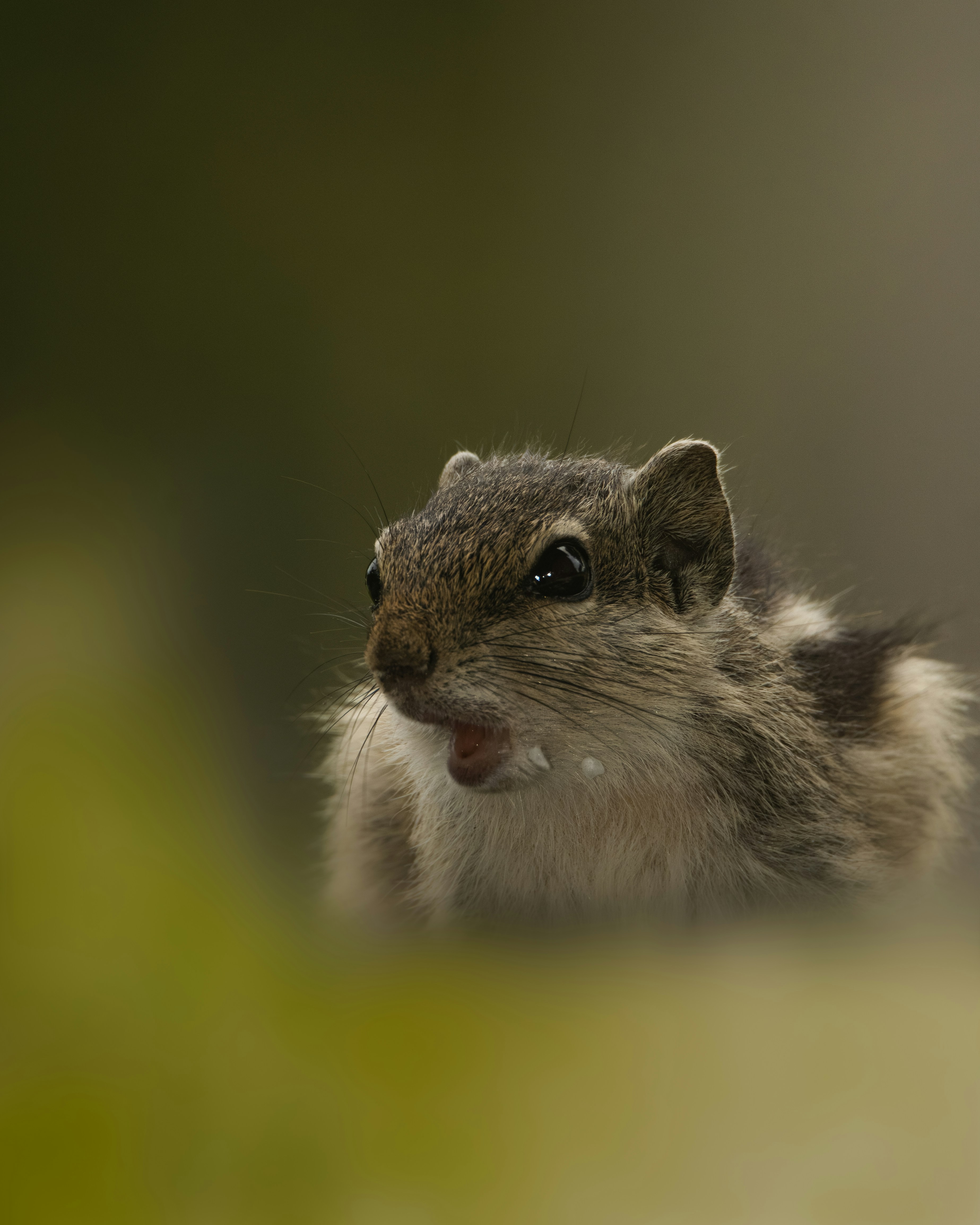 A close up of a small animal with a blurry background