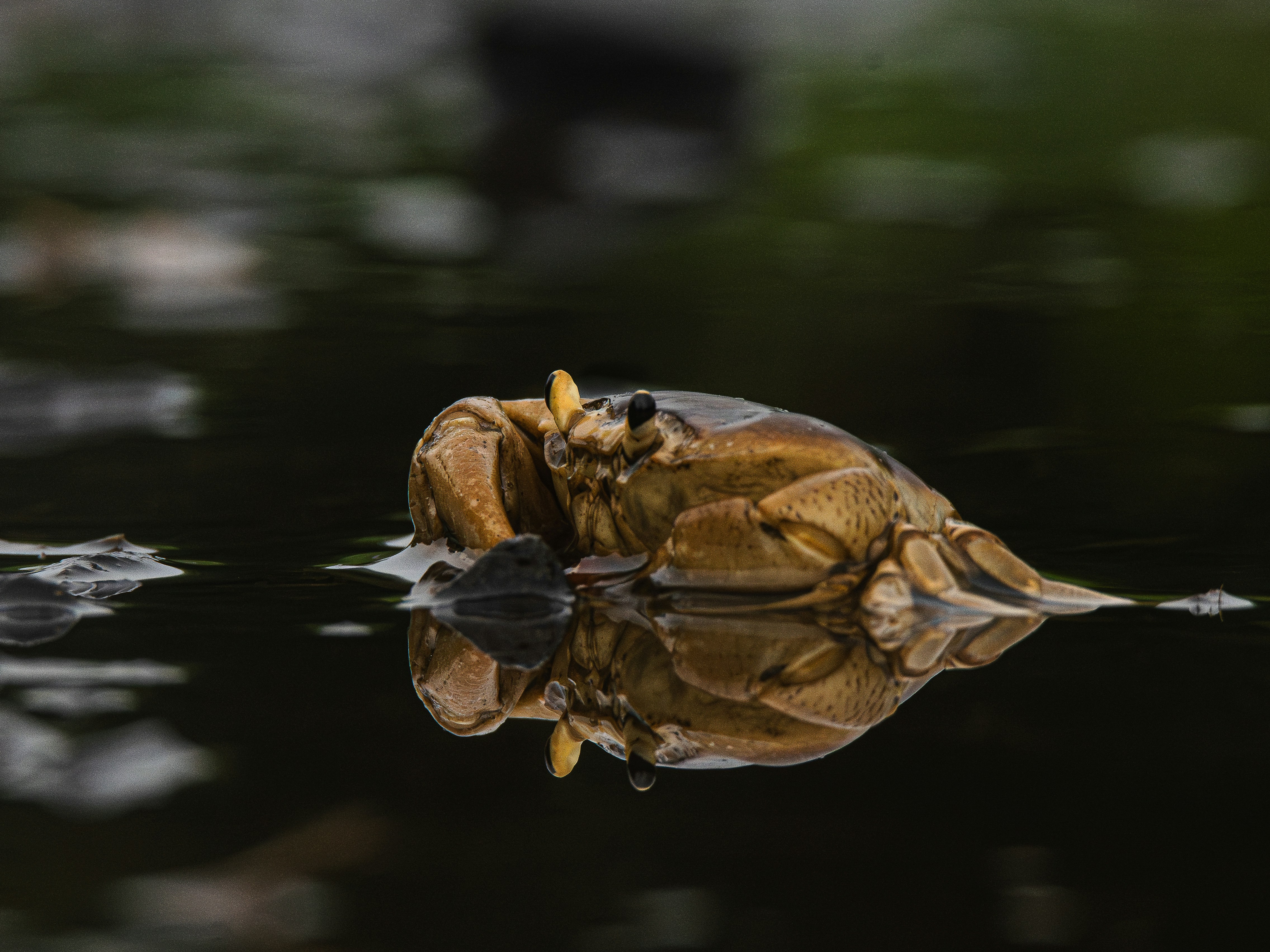 A bird floating on top of a body of water