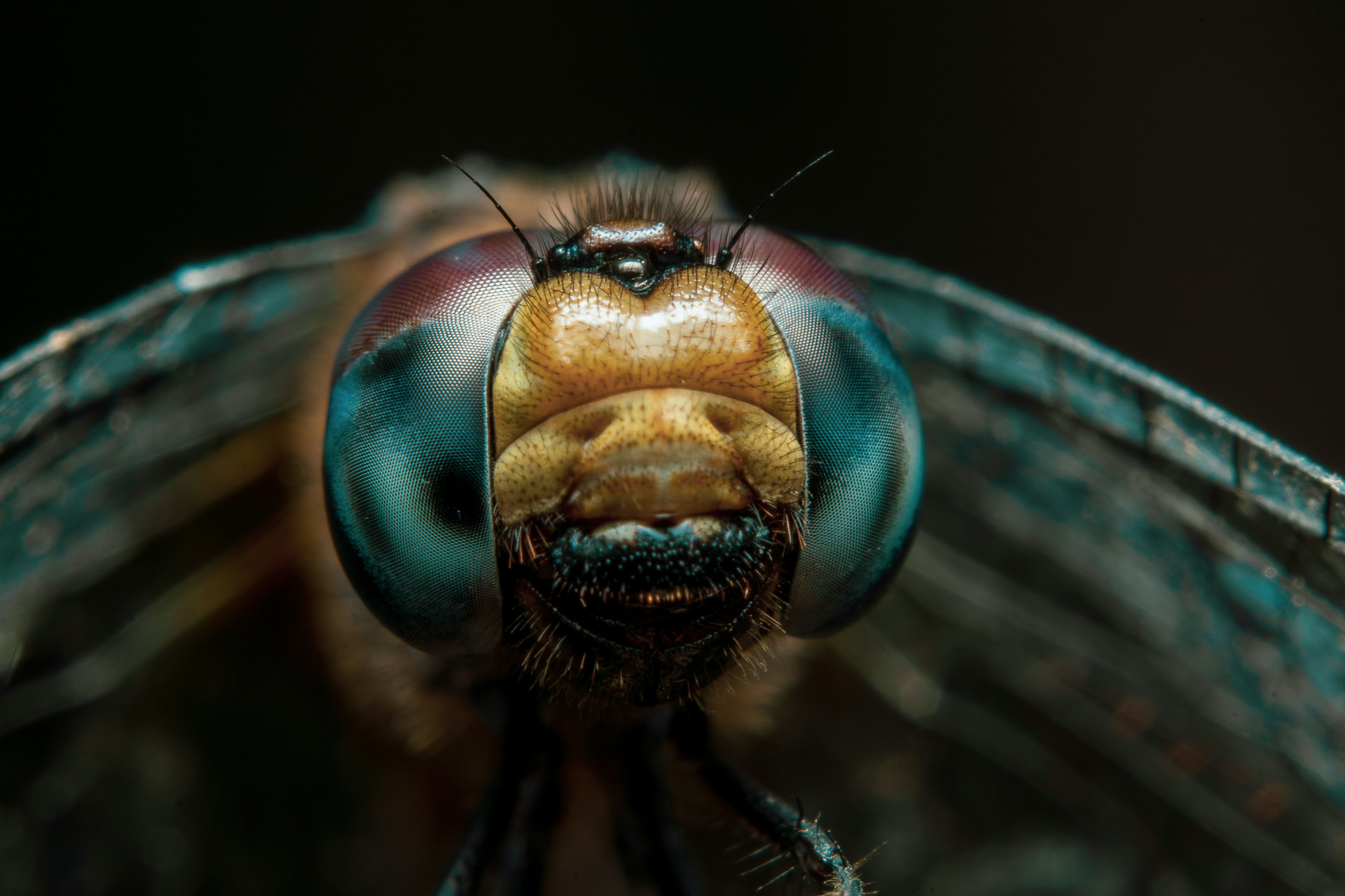 A close up of a bug's head with a black background