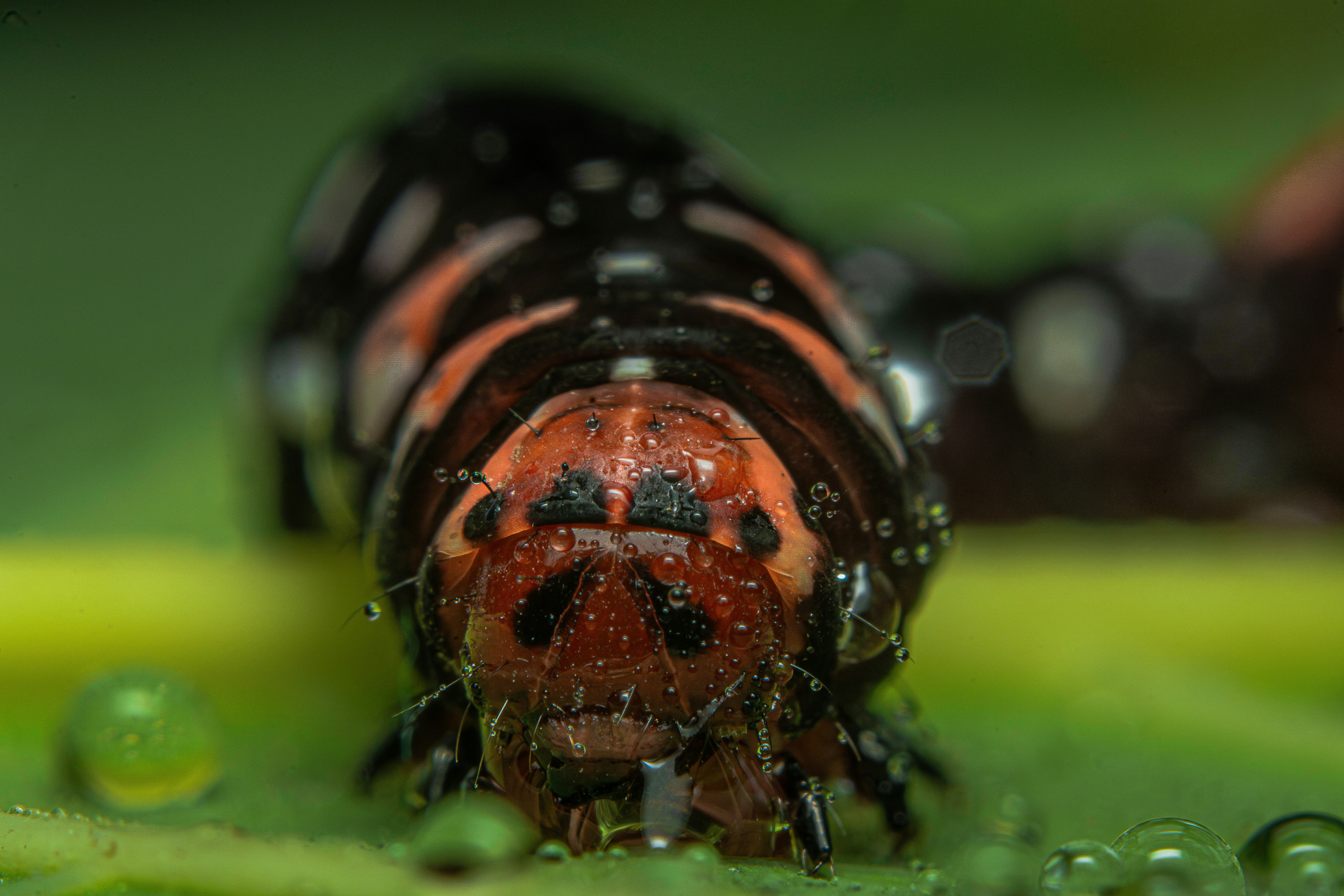 A close up of a bug on a leaf
