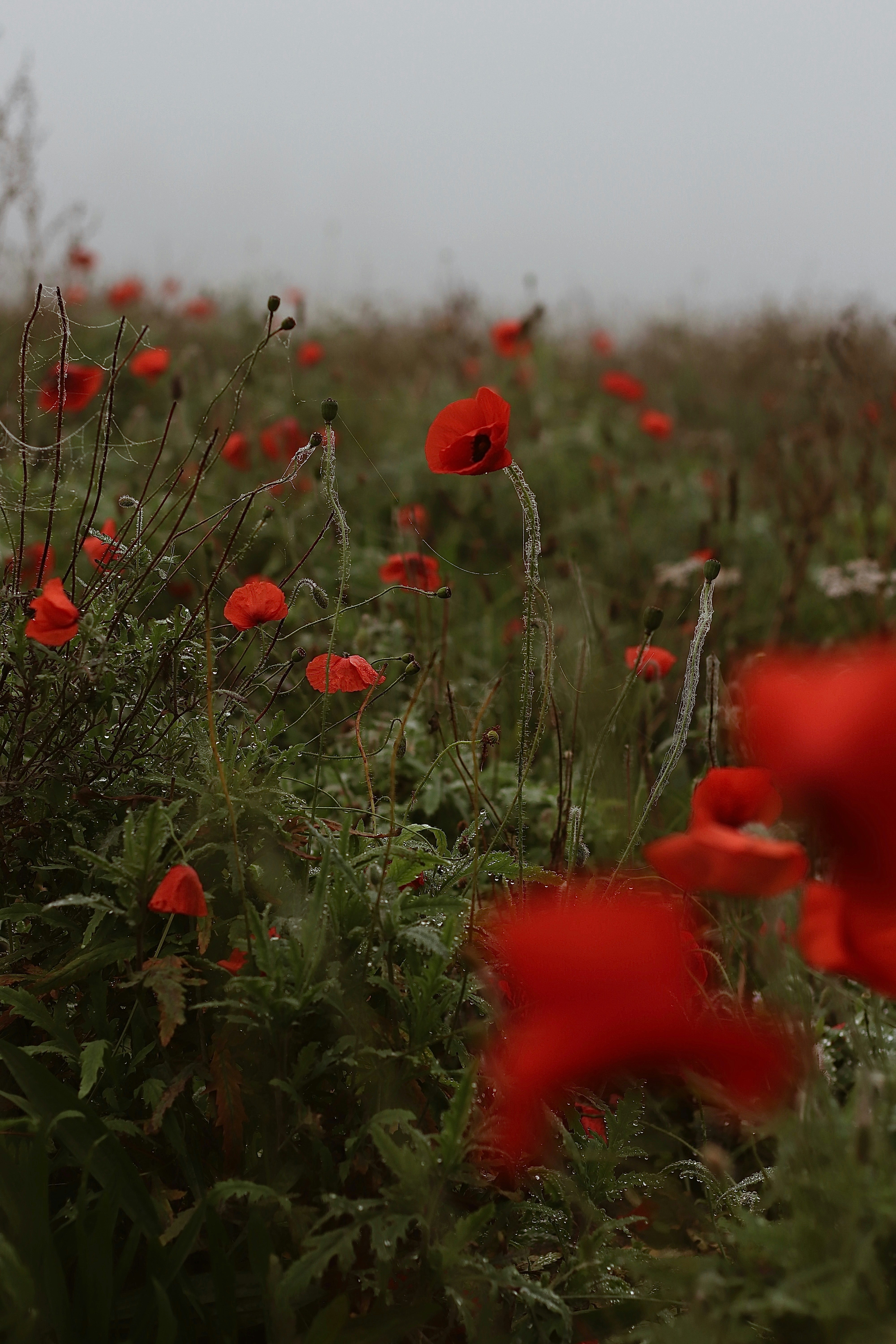 A field full of red flowers on a foggy day