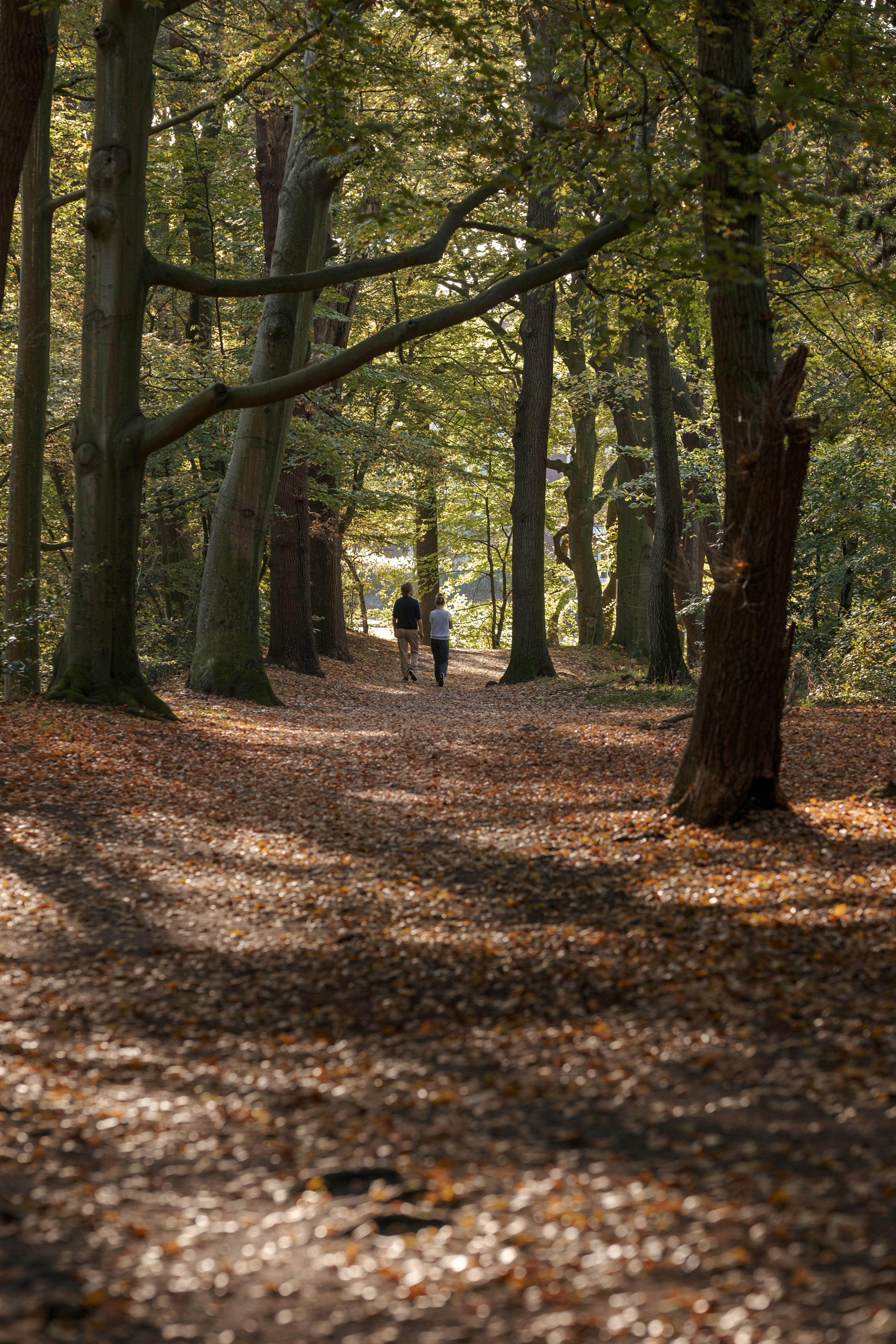 Two people walking down a leaf covered path photo – Free Forest Image ...