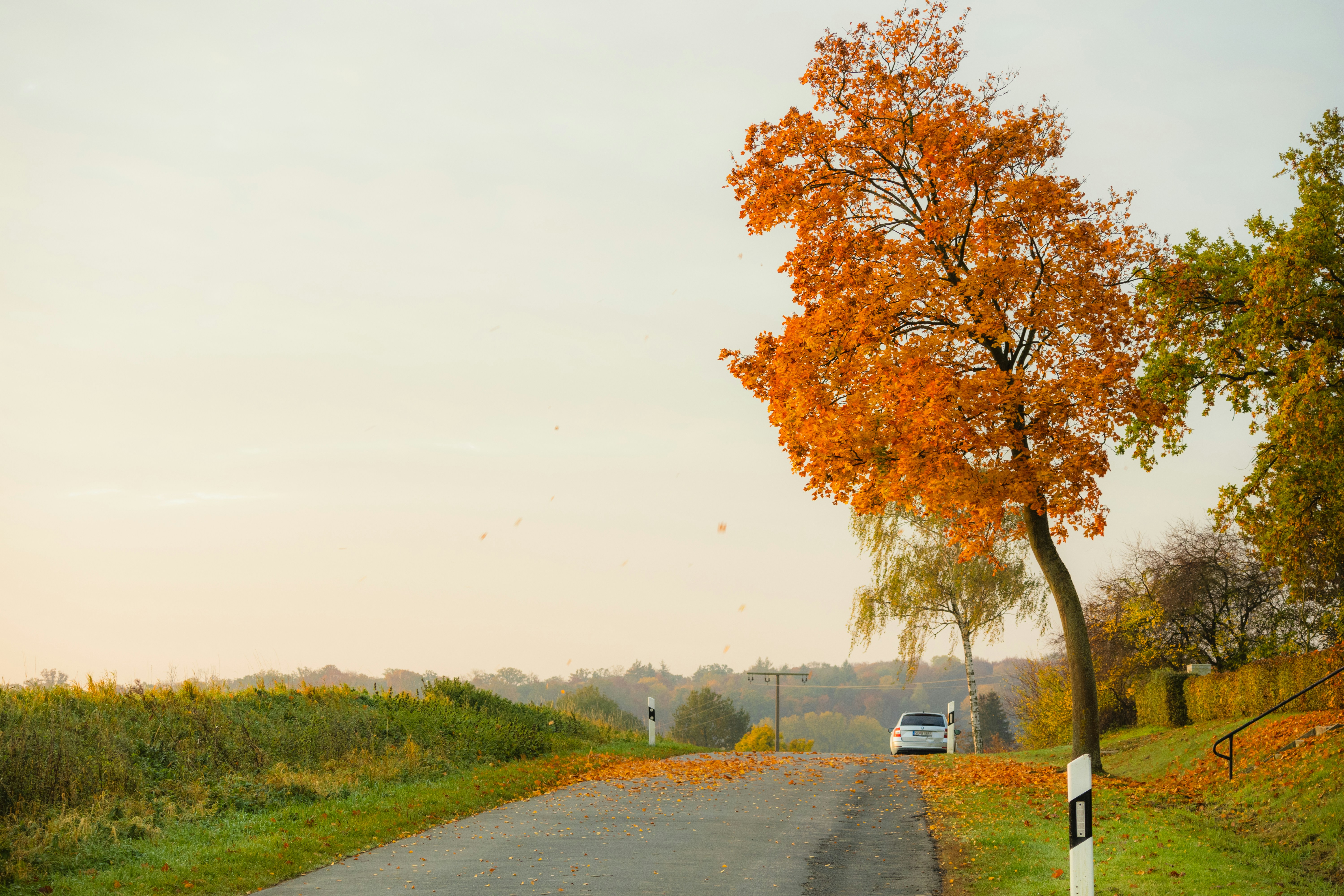 A tree on the side of a road