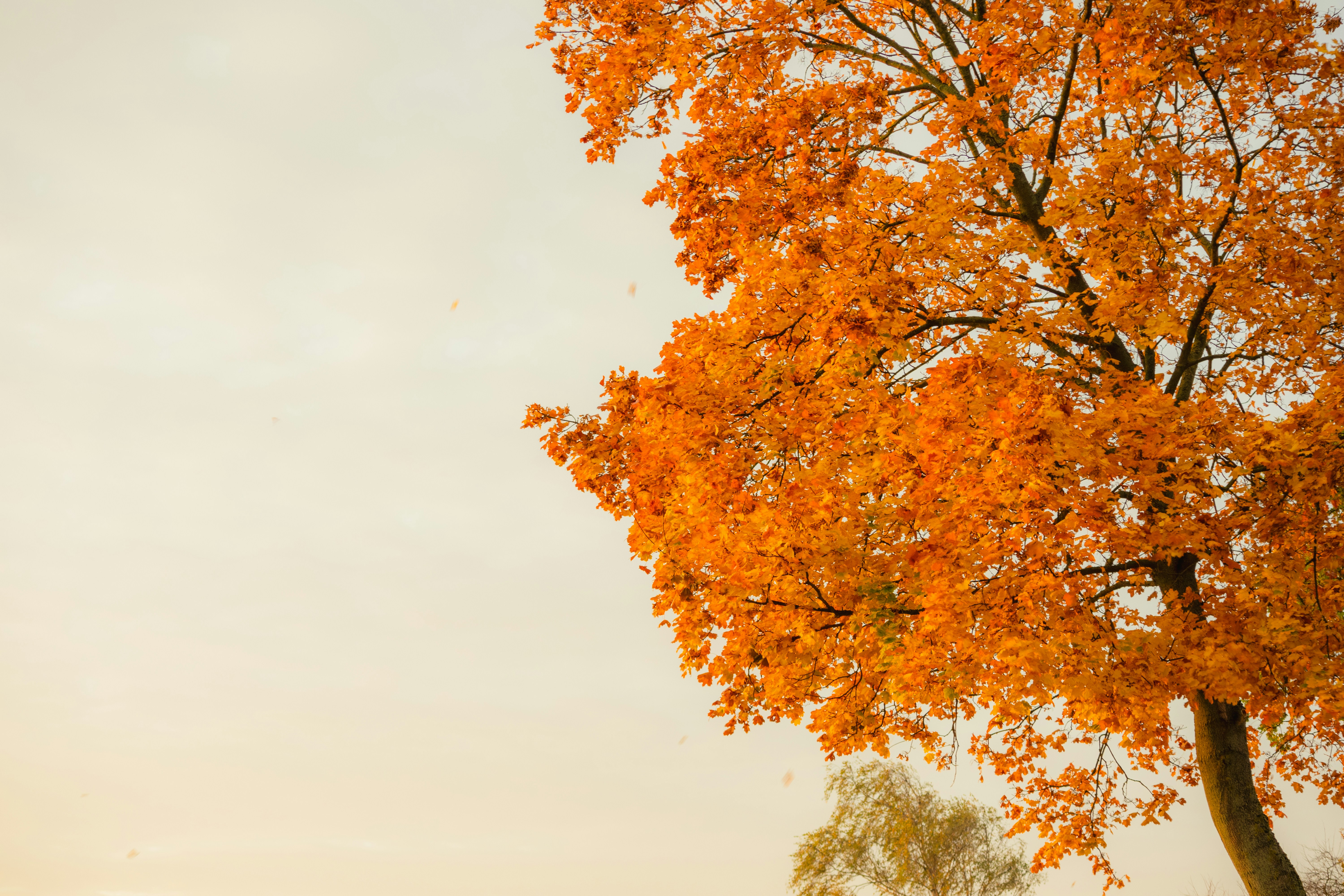 A tree with orange leaves in a field