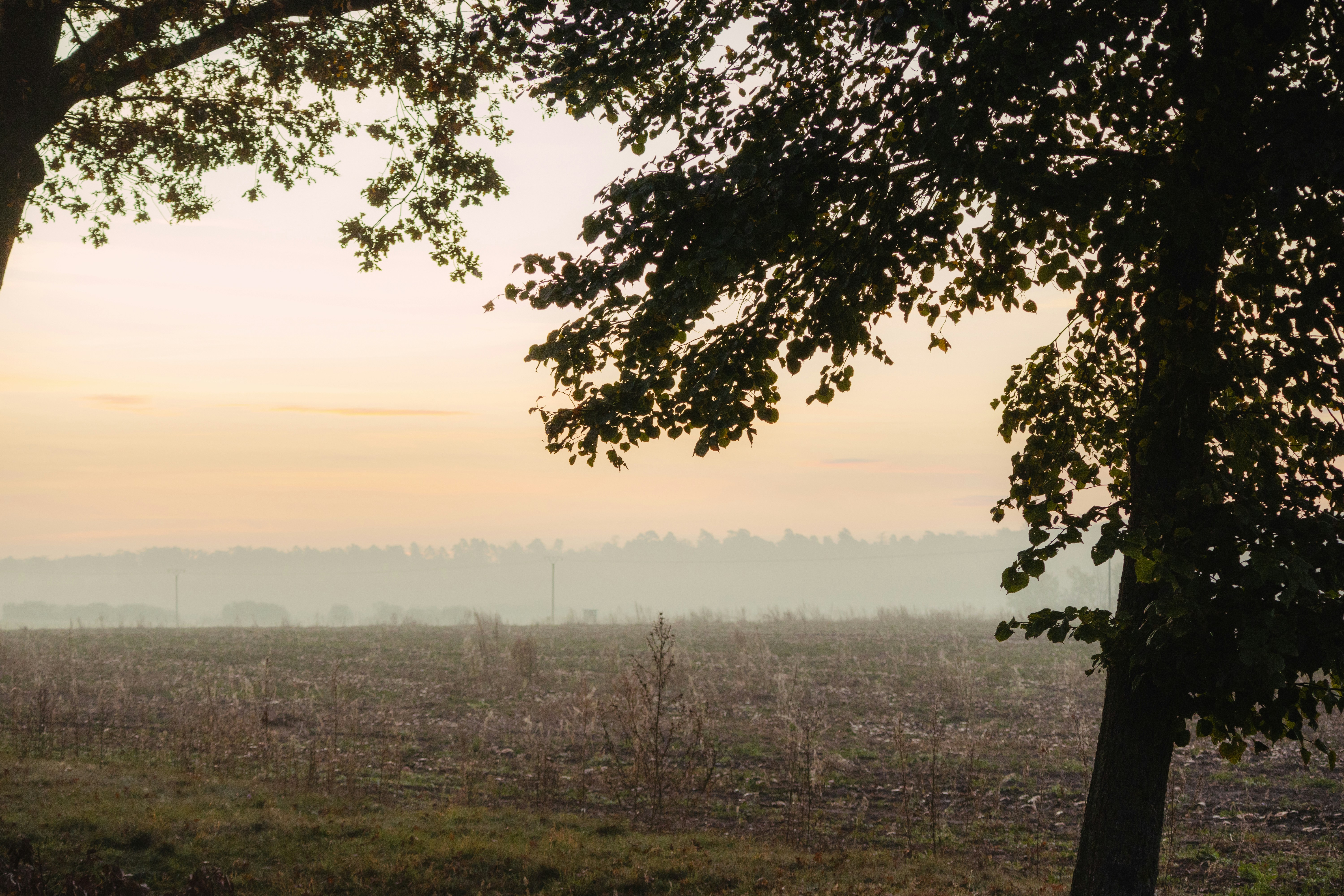 Photo by marko_lengyel