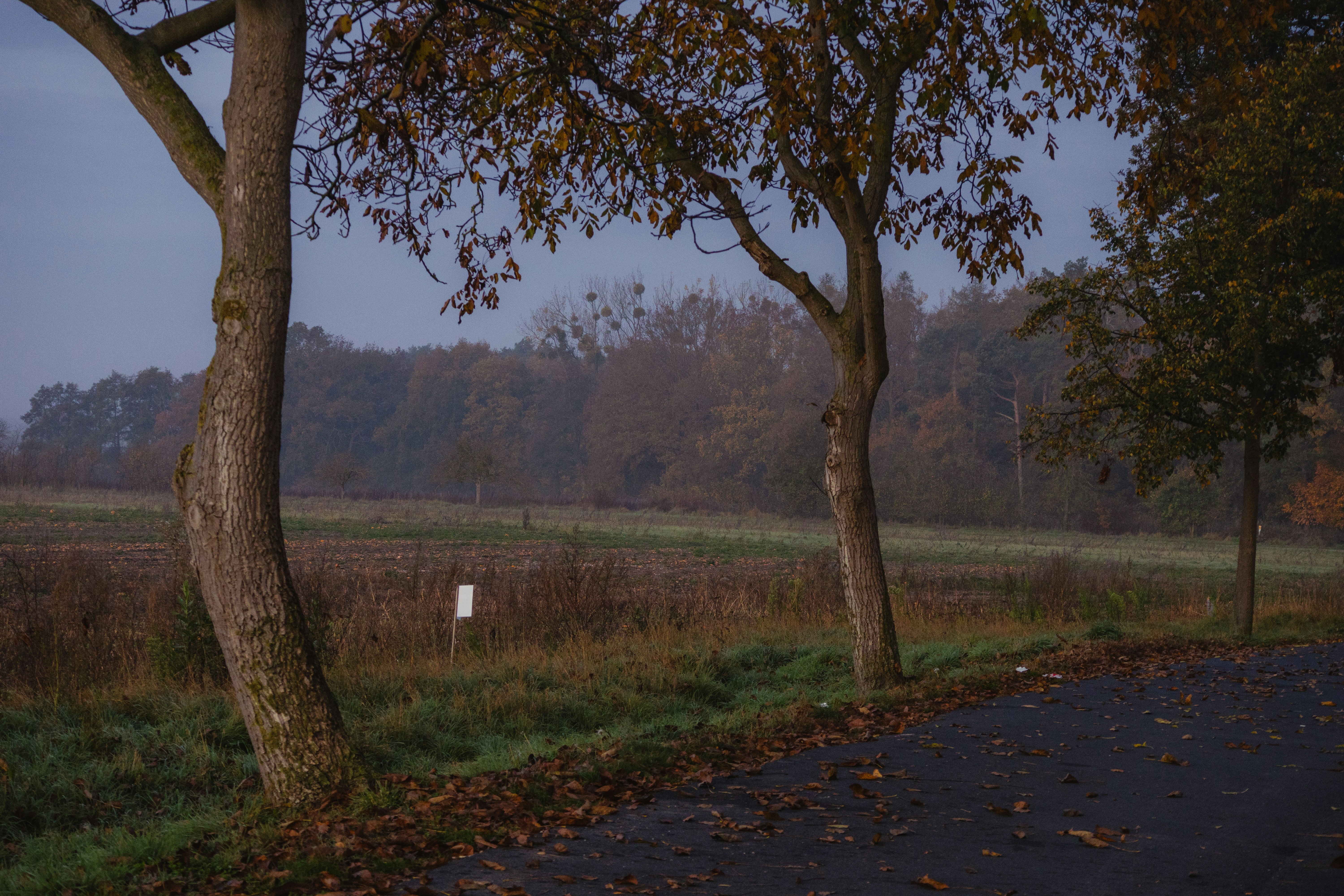A road with trees on both sides and a field in the background