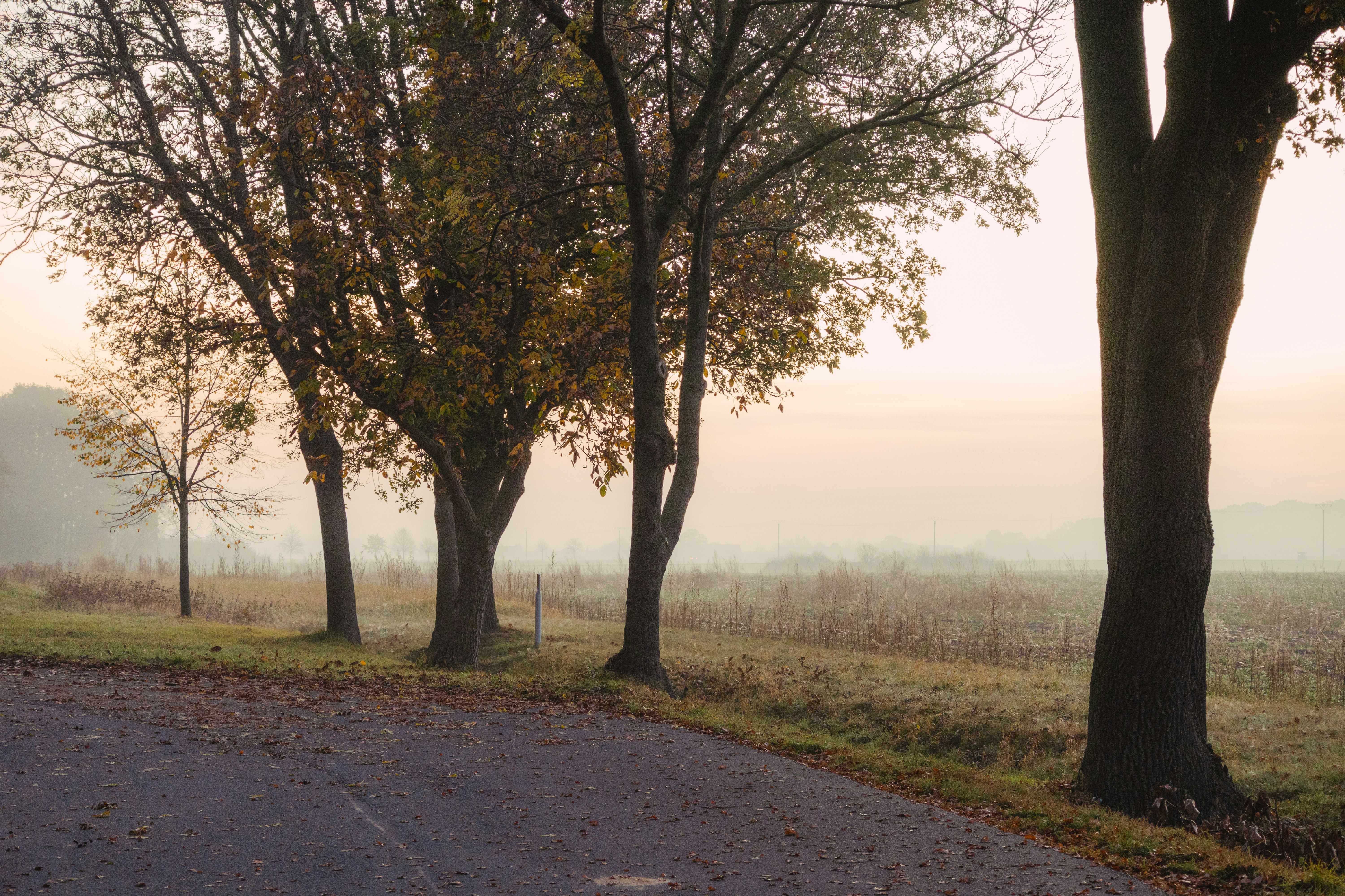 Photo by marko_lengyel