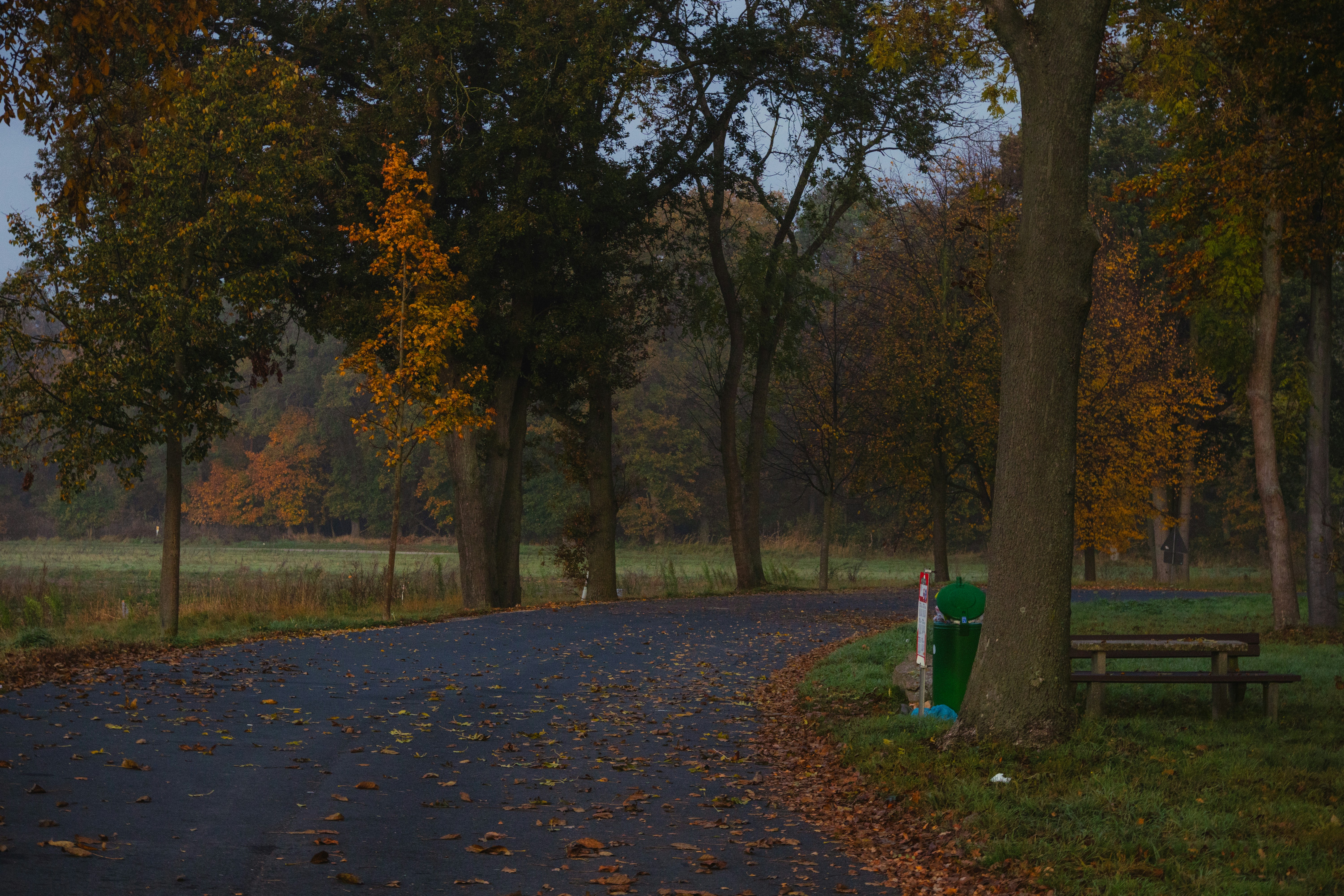 A road with trees and a bench in the middle of it