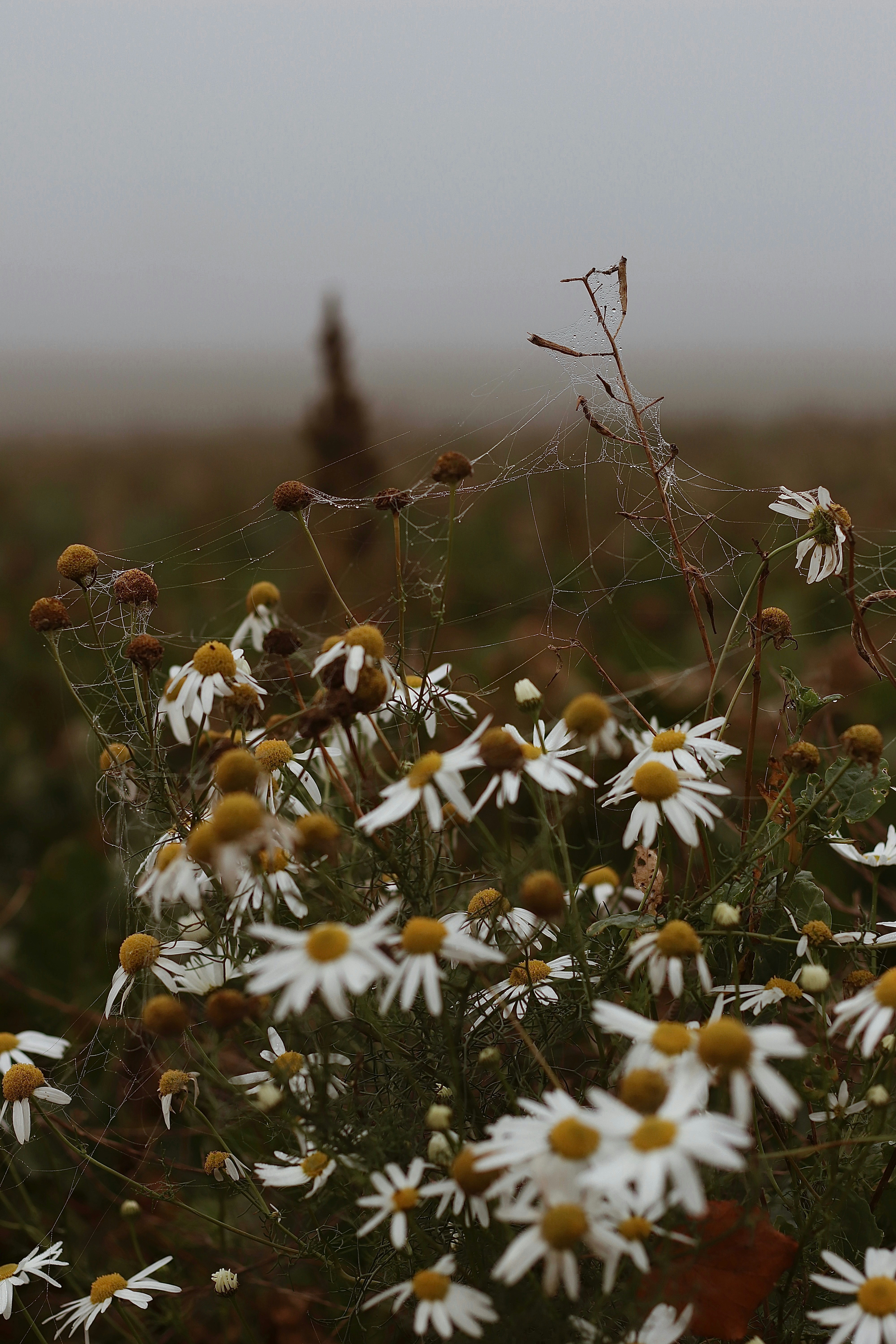 A bunch of white flowers in a field