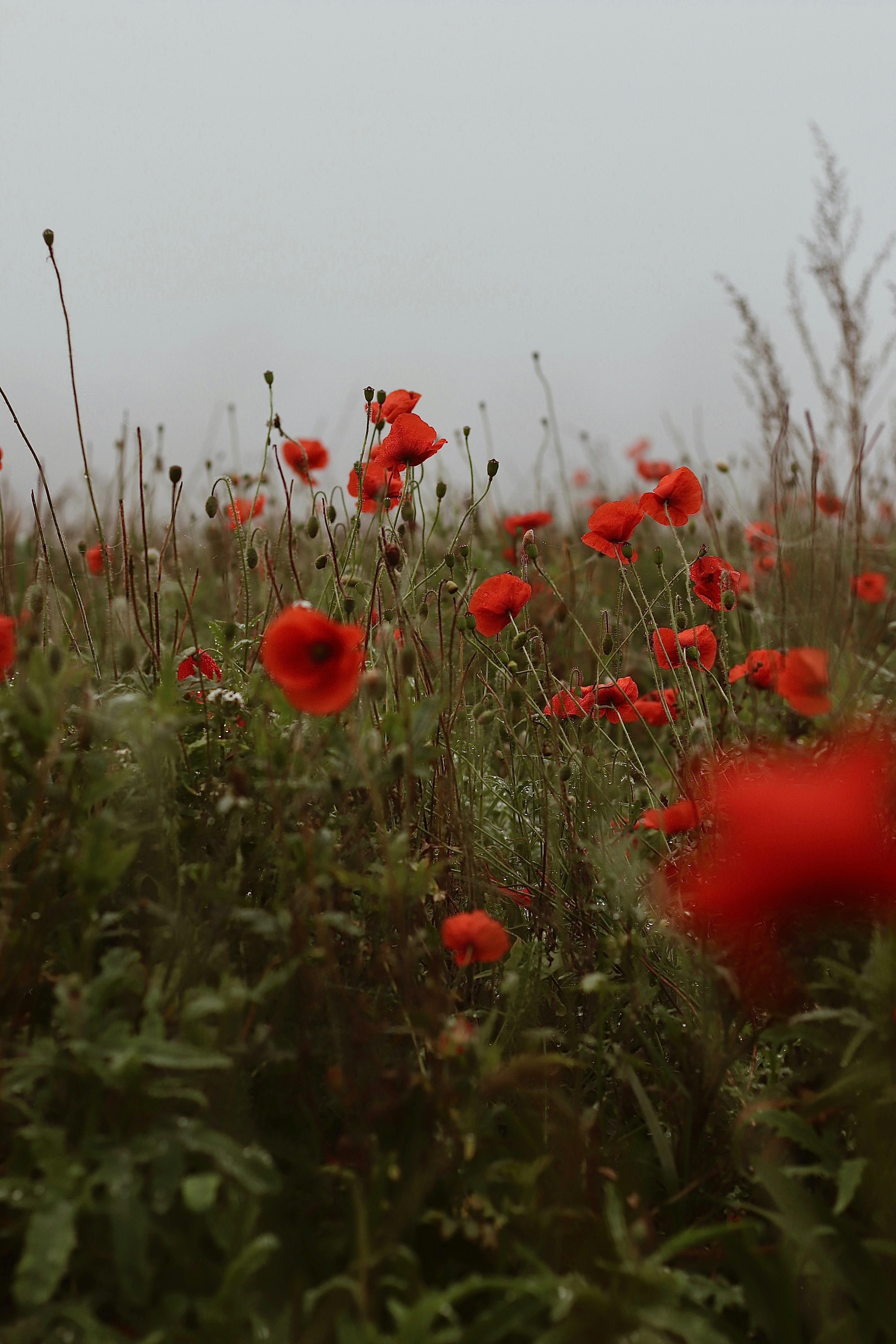 A field full of red flowers on a foggy day