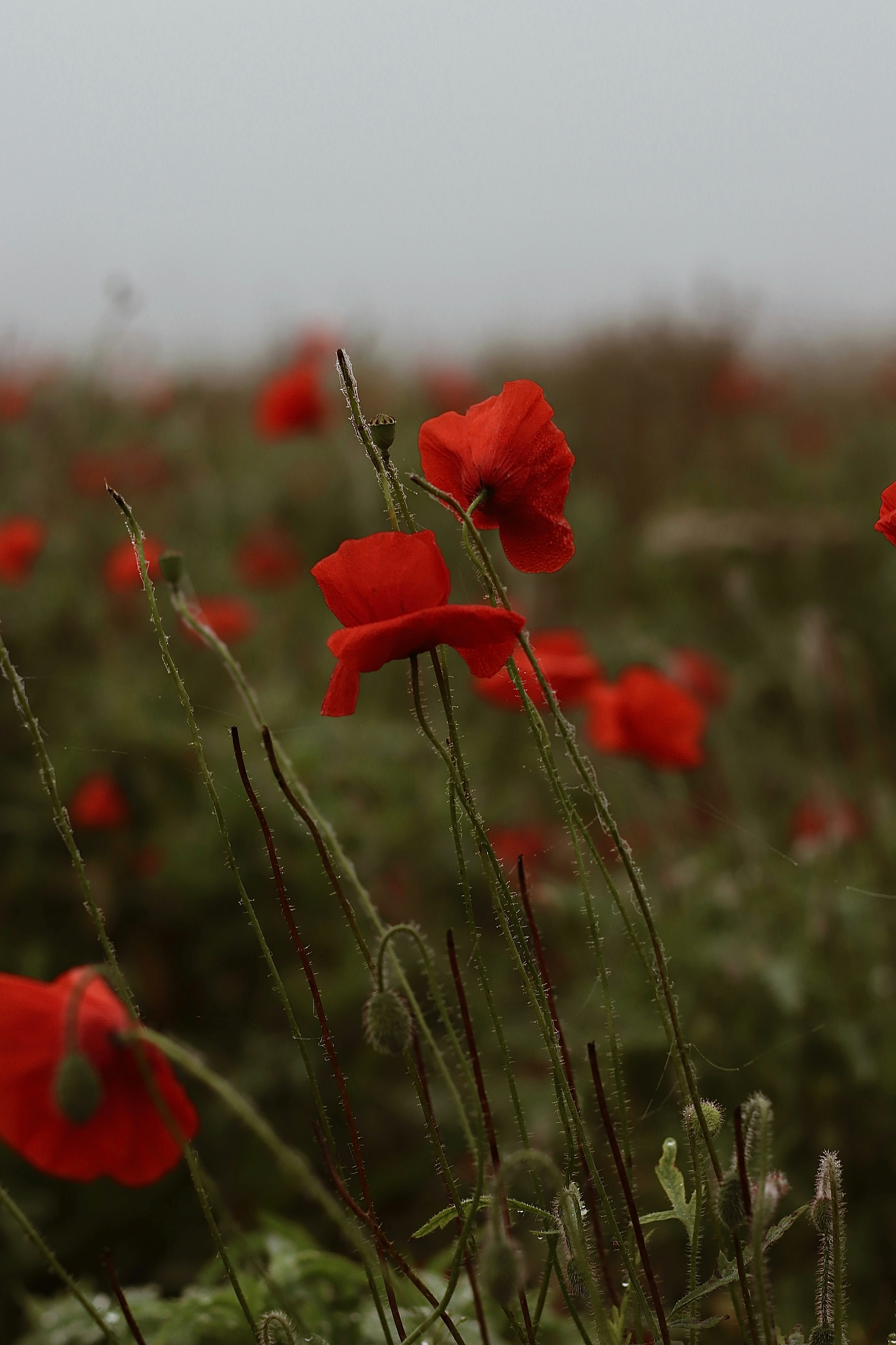 A field full of red flowers on a foggy day