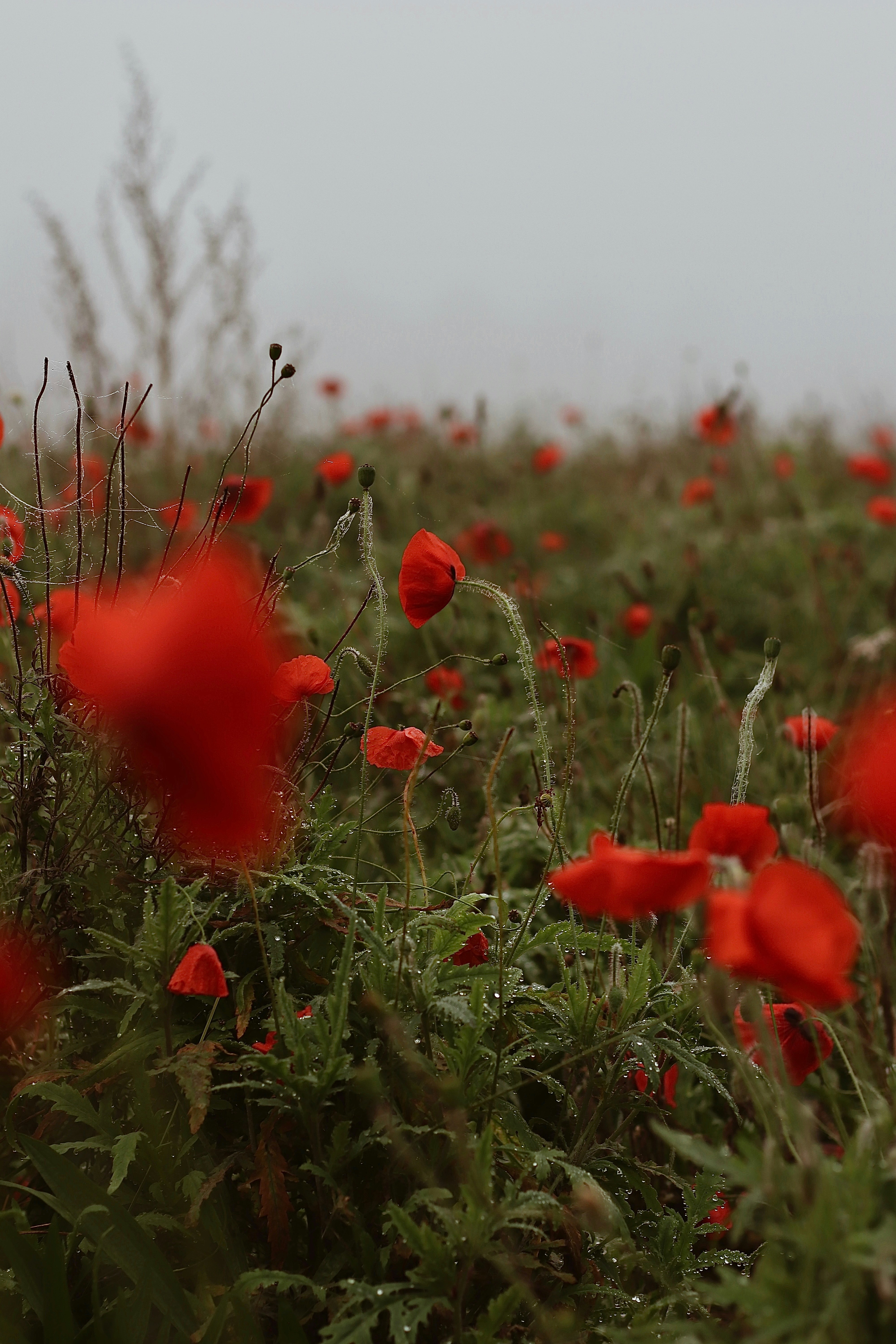 A field full of red flowers on a foggy day