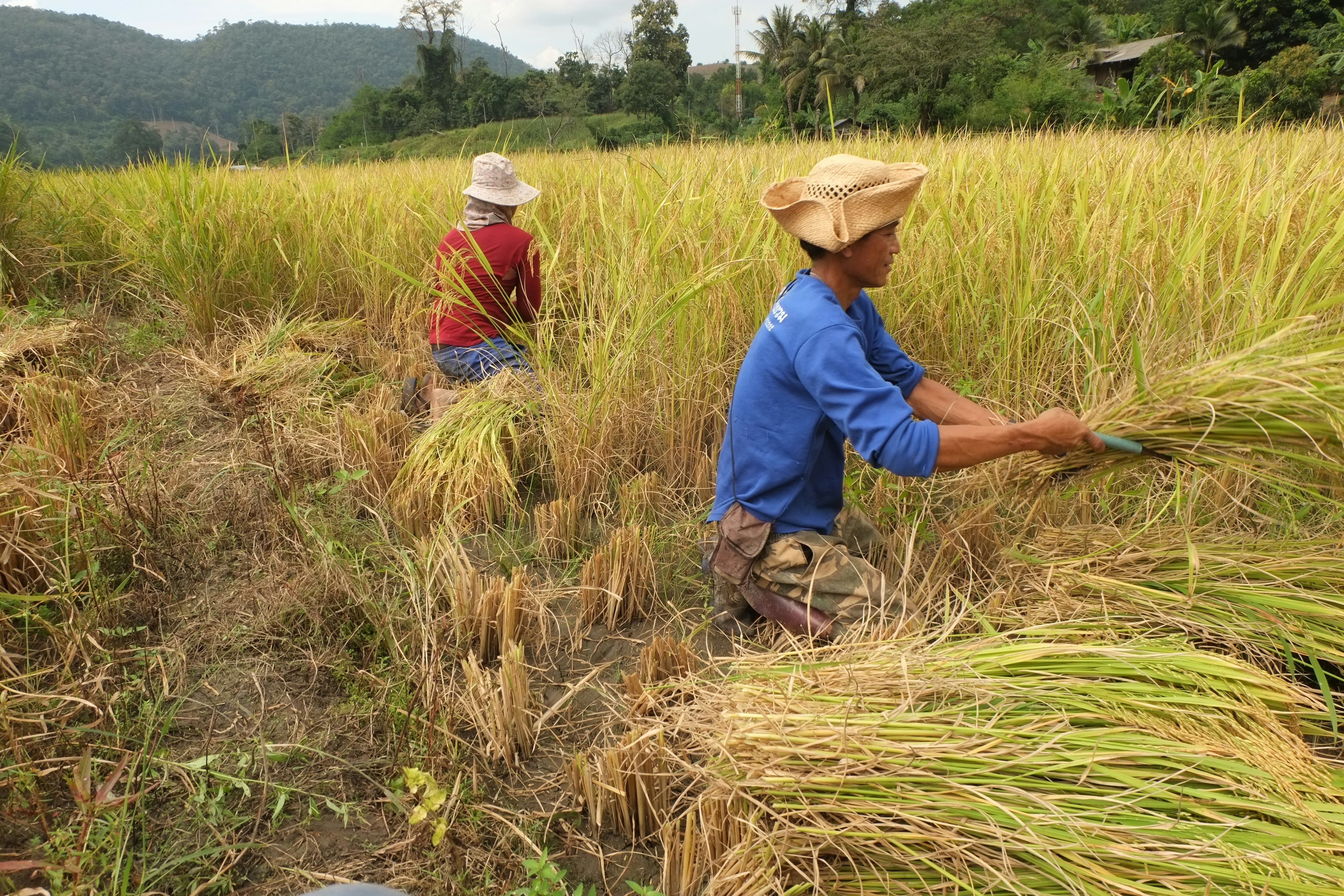 Mae Hong Son, Thailand - None