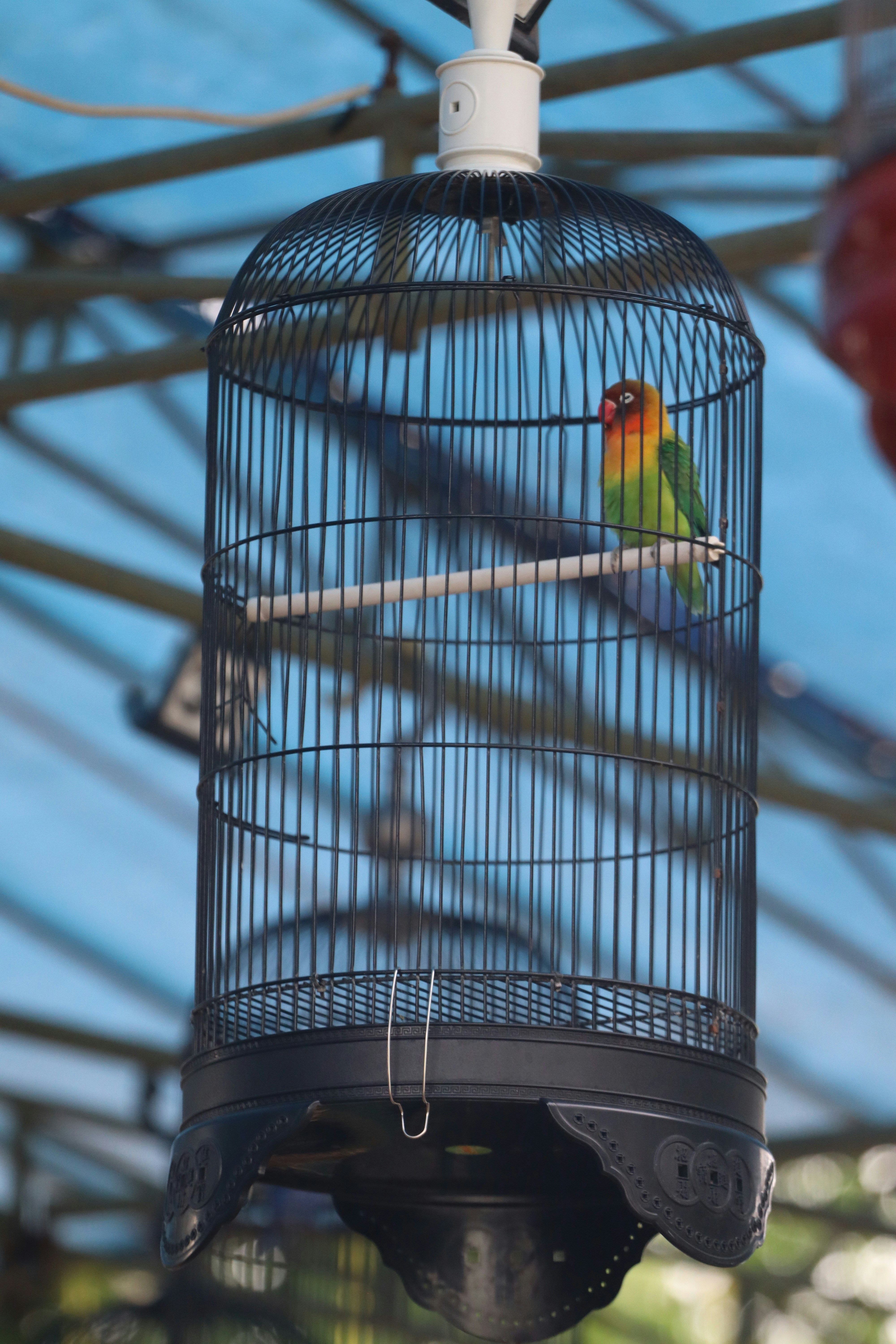 A bird in a cage hanging from a ceiling