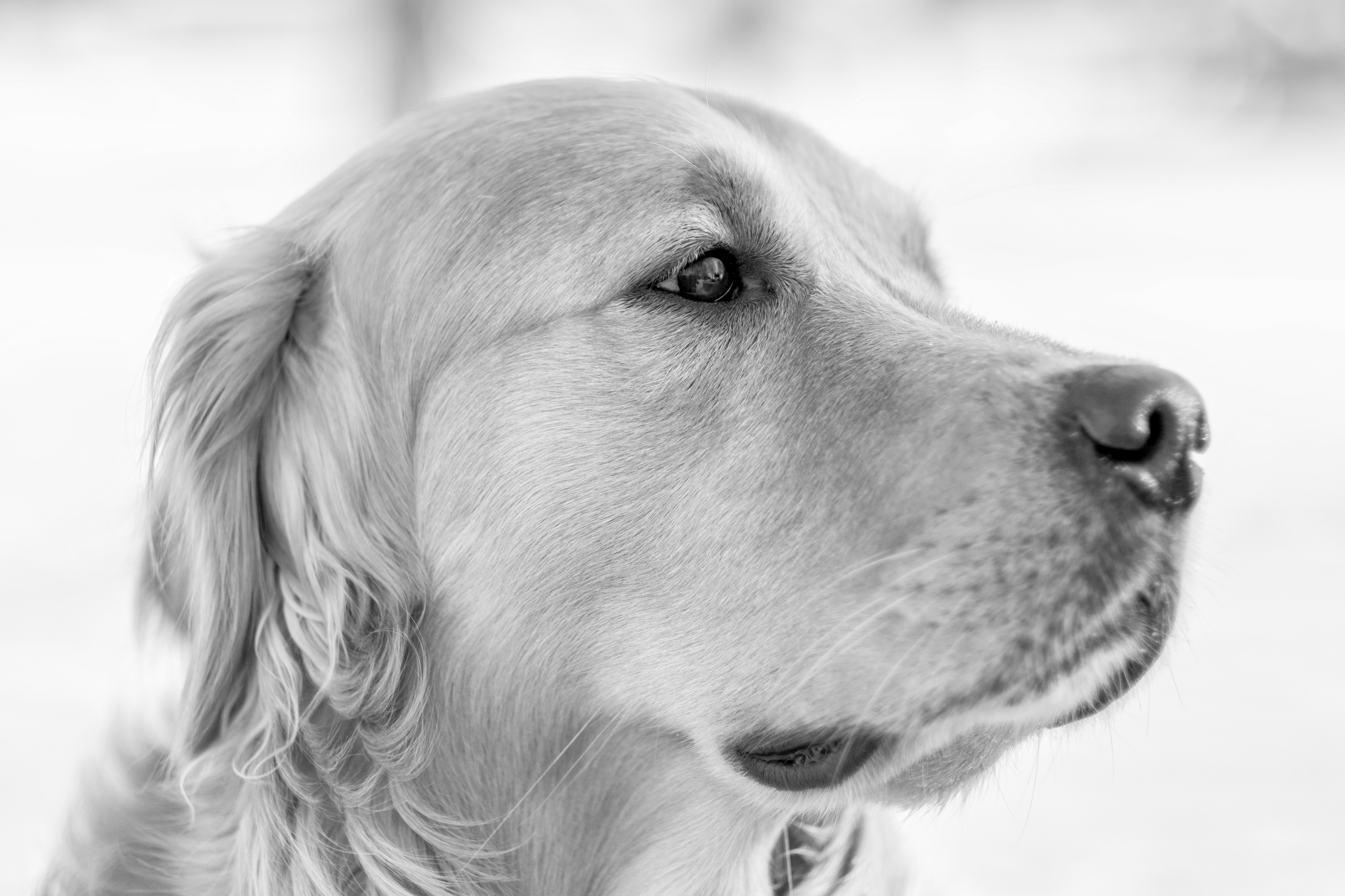 A black and white photo of a dog