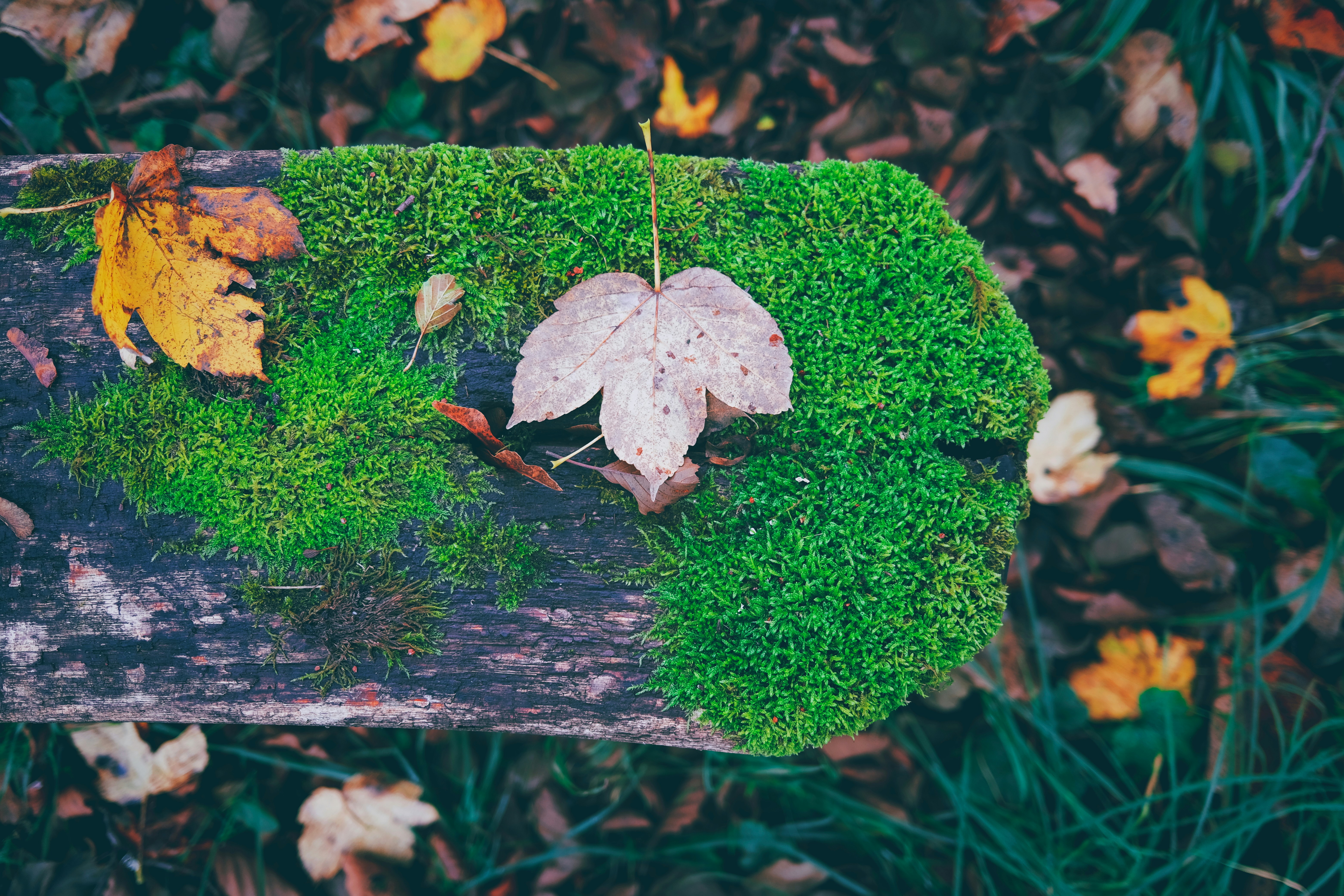 Photo by magnusjonasson