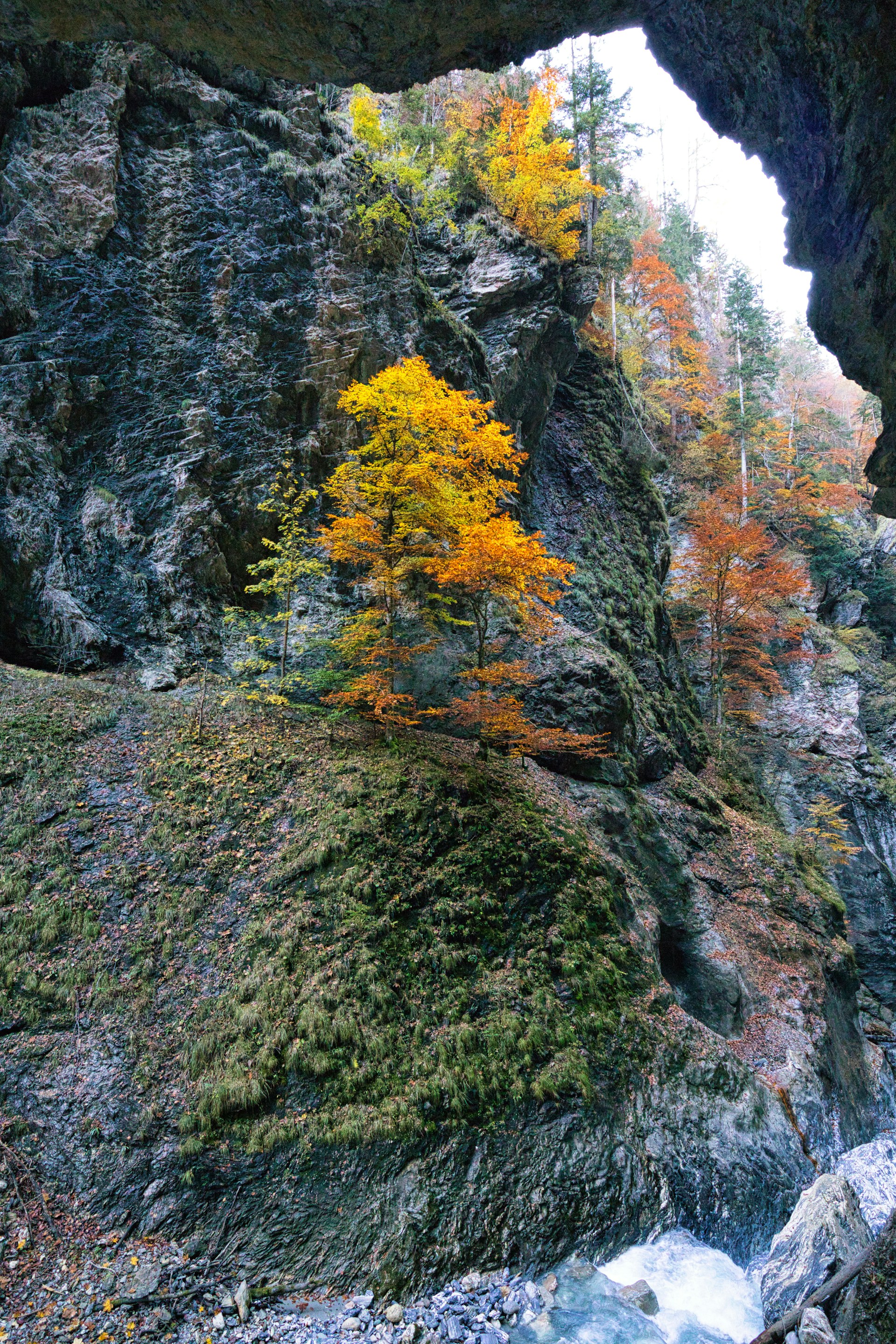 A river flowing under a bridge next to a forest