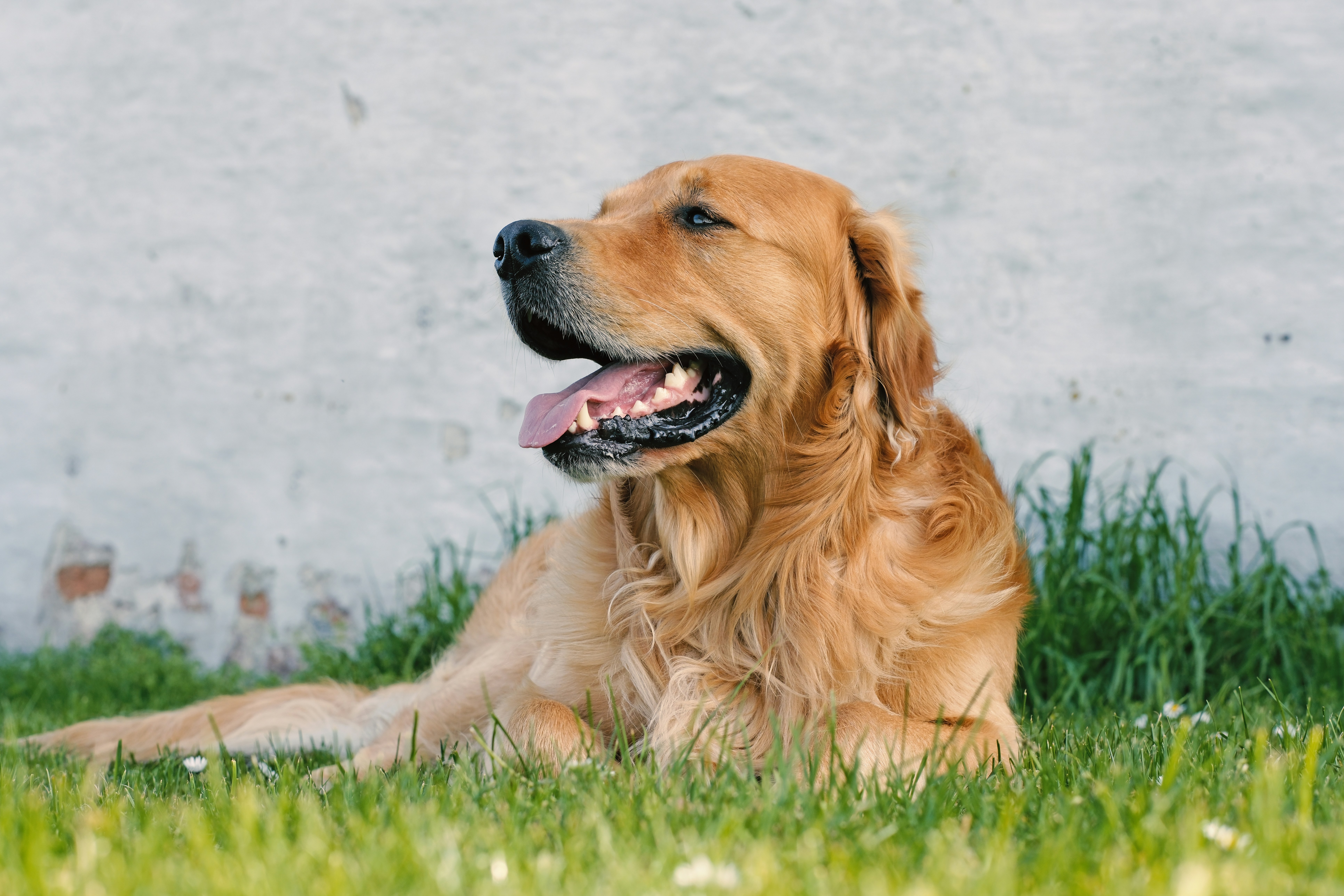 A dog laying in the grass with its tongue out