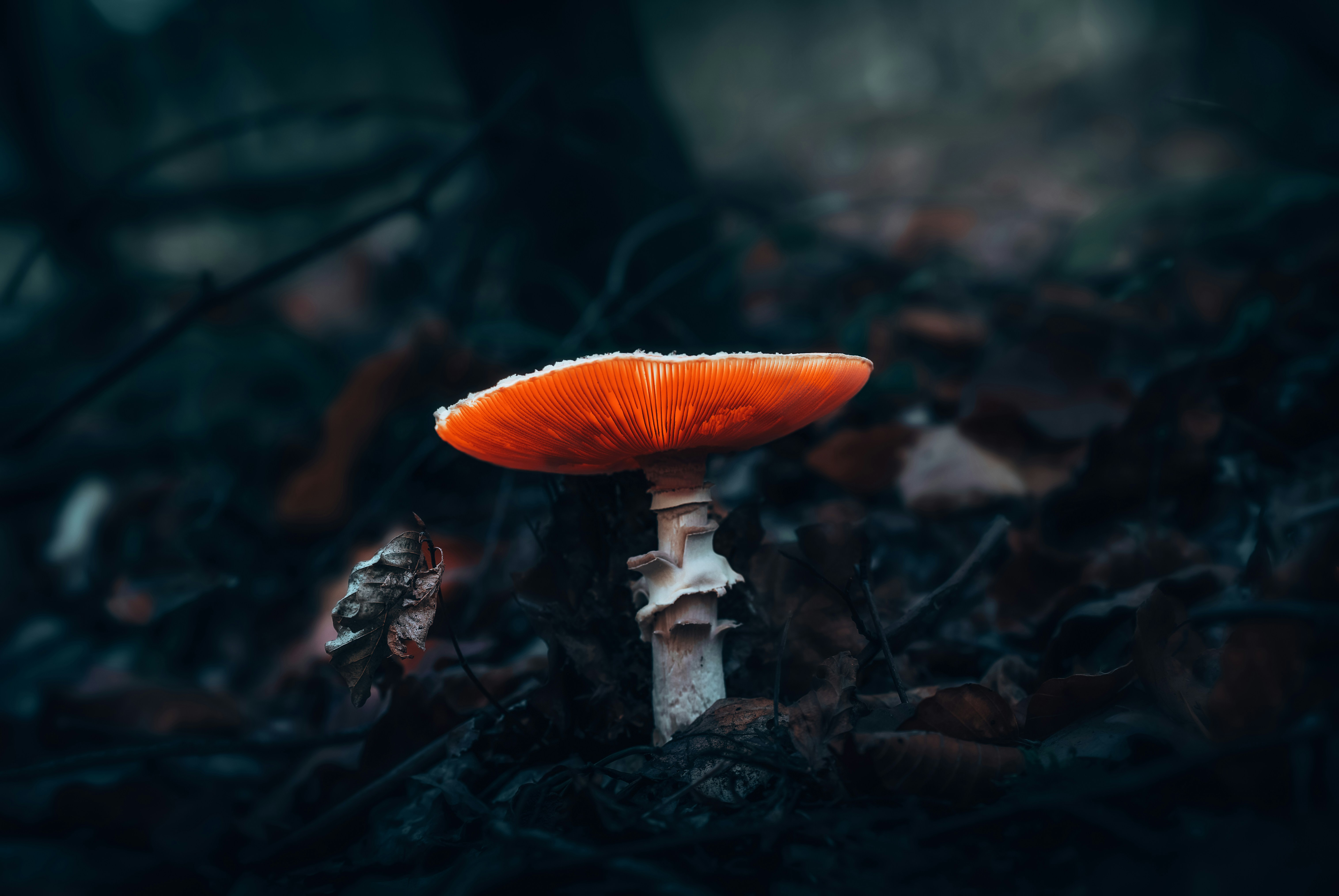 Photo by lukasparnican