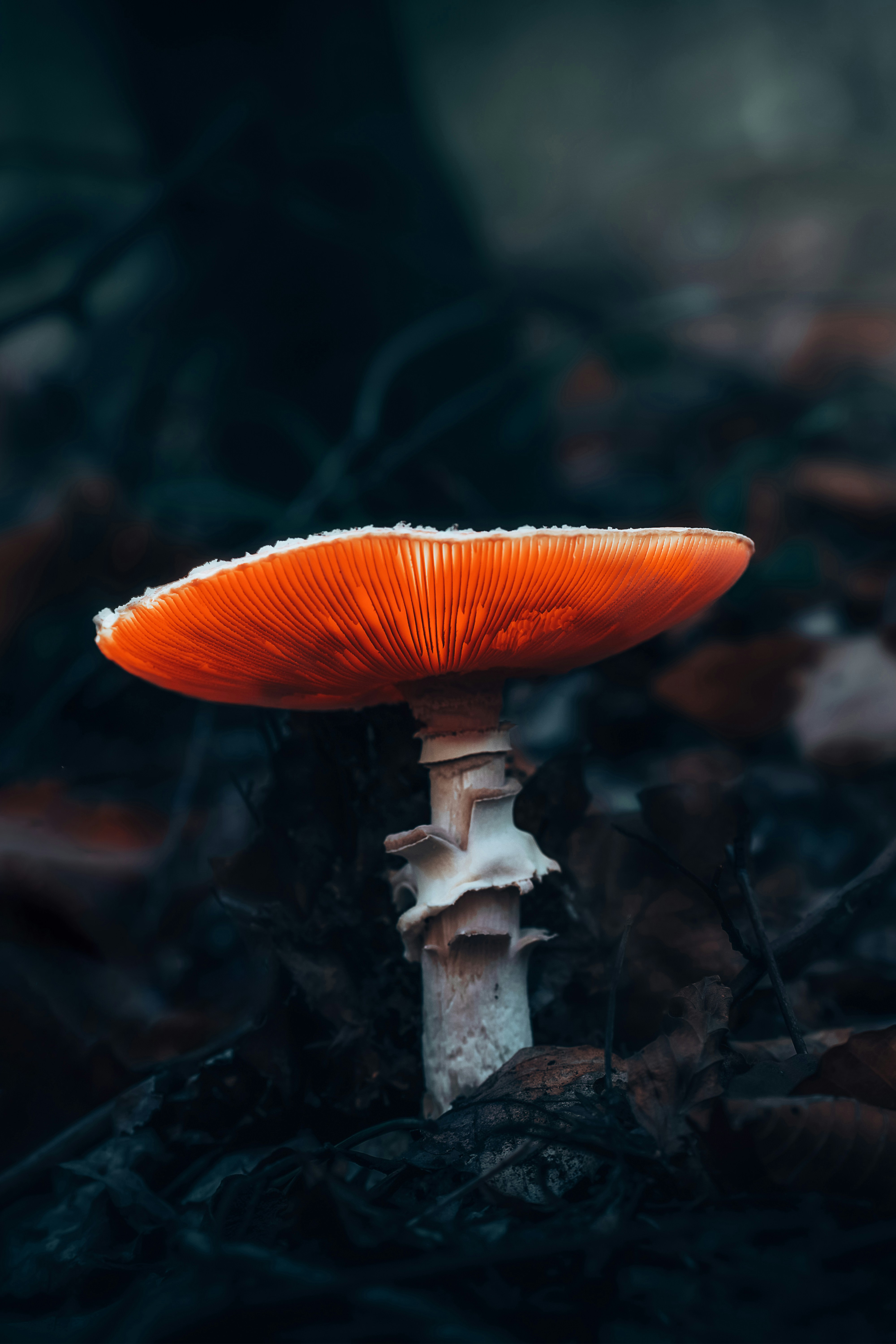 Photo by lukasparnican
