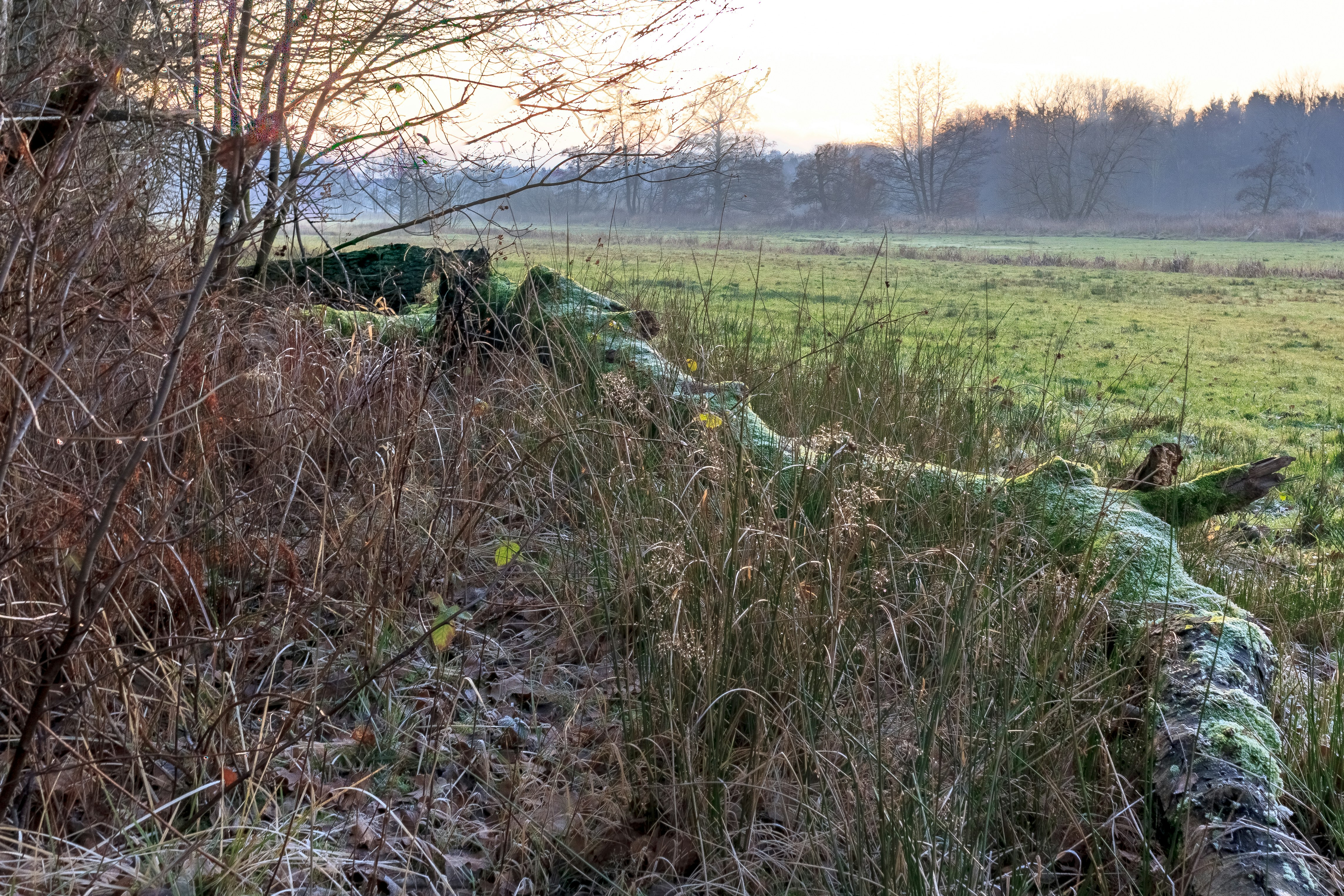 A large alligator laying on top of a grass covered field