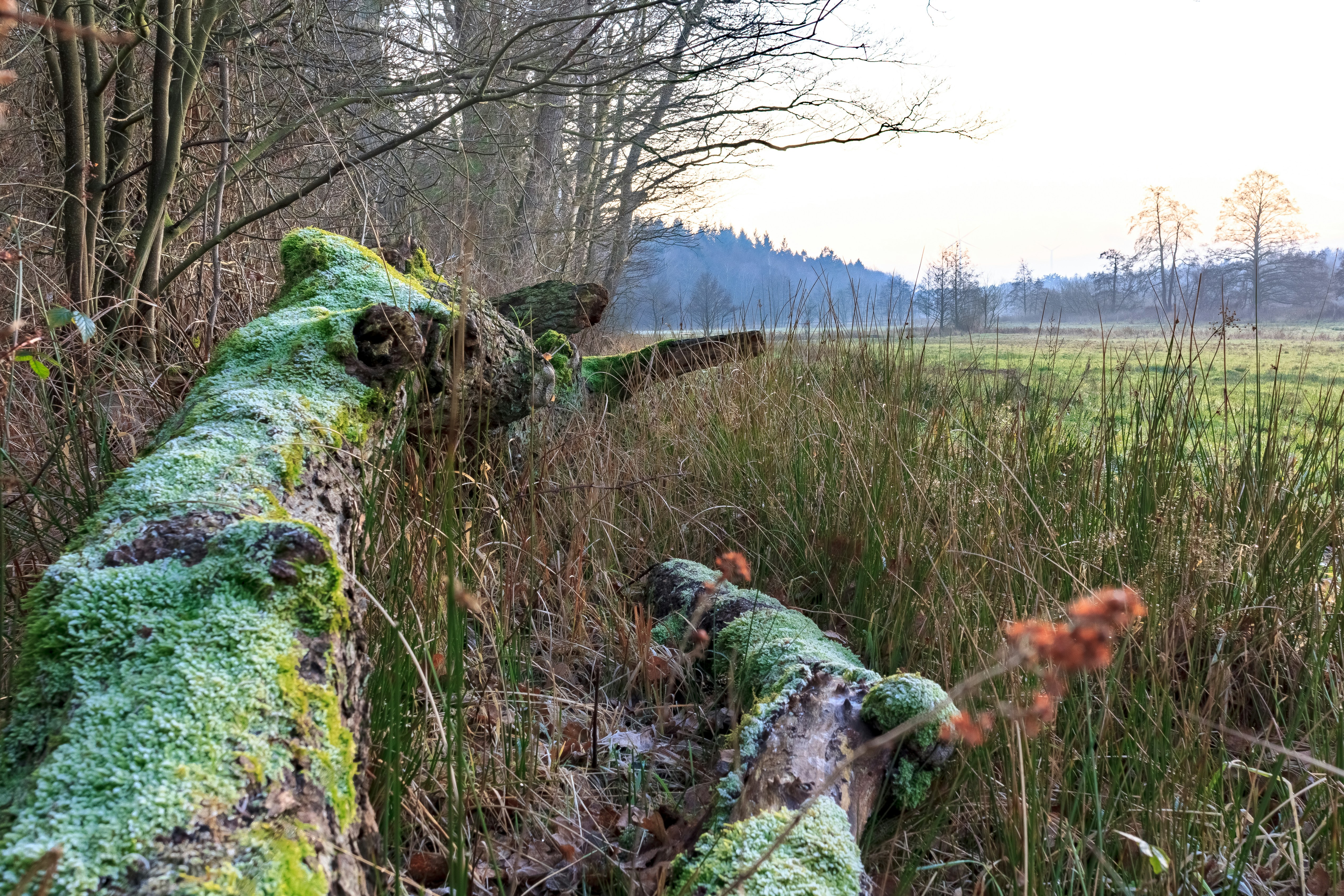 A mossy log in the middle of a field