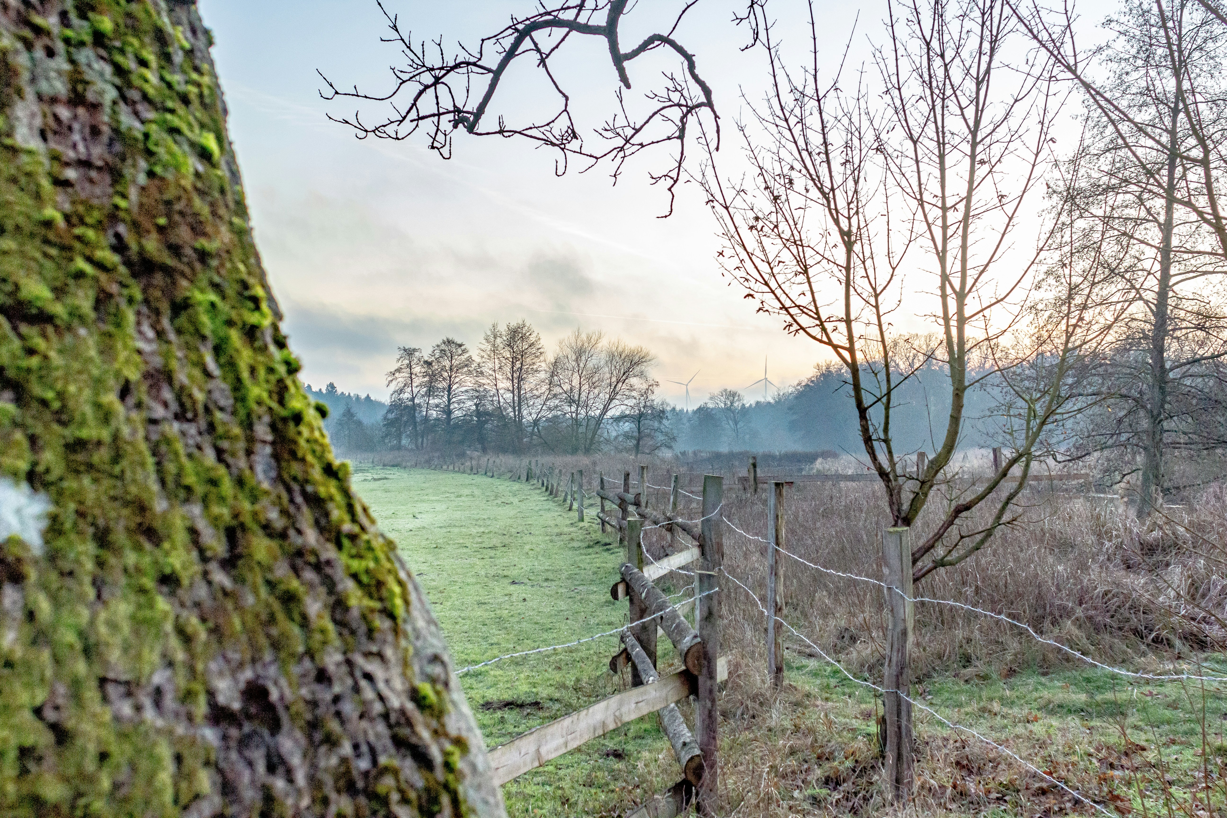 A fence and a tree in a grassy field