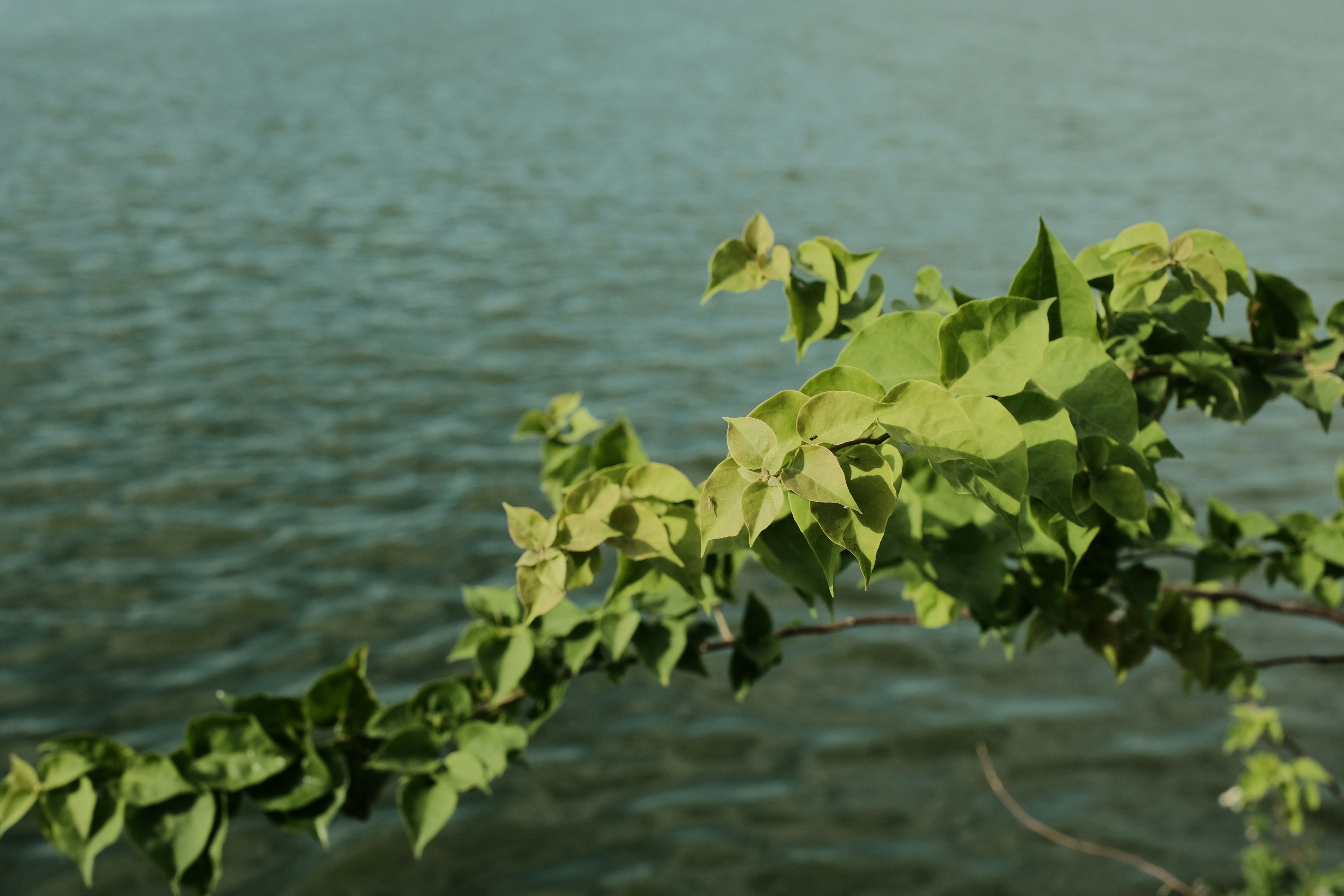 A branch of a tree over looking a body of water