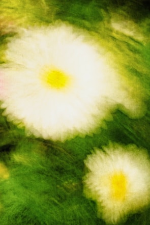 A blurry photo of three white flowers